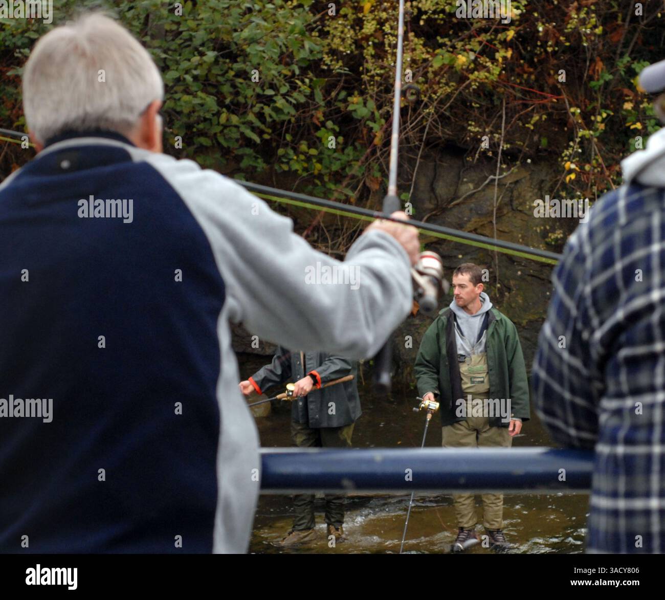 29. August 2008 – Bellingham, Washington, USA – Anglerlinien in den Whatcom Creek, um in Bellingham, Washington, Chum-Lachs zu hacken. Chumlachs sind auch als Hundelachs oder Oncorhynchus keta bekannt. Sie werden in Läden und Keta verkauft. Nach Angaben des Washington Department of Fish and Game ist der Chum Lachs einer der am häufigsten vorkommenden pazifischen Lachse in Washington (Credit Image: John Hagen/ZUMAPRESS.com). Stockfoto