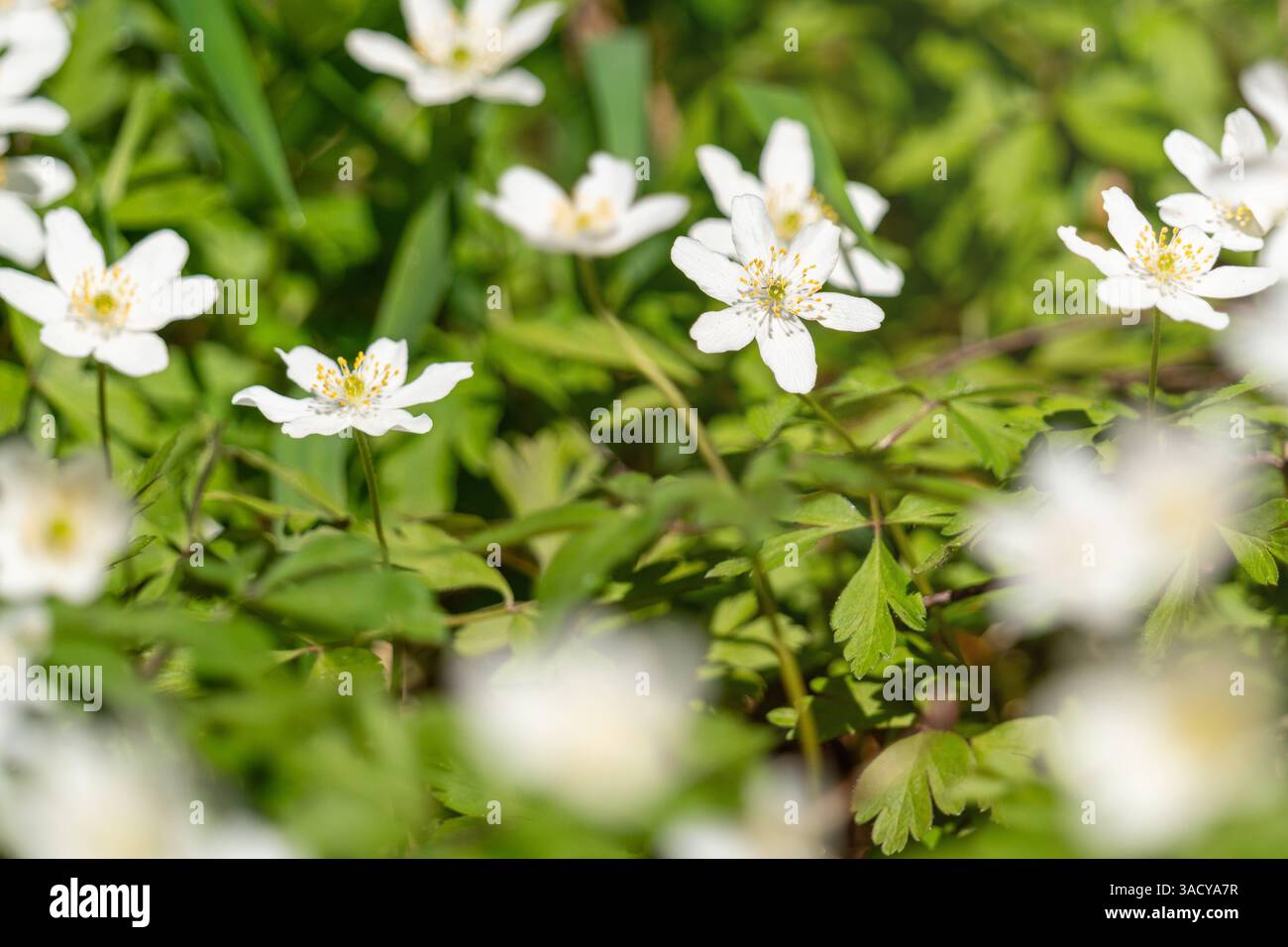 Günzburg, Bayern, Deutschland - 4. April 2025: Zarte Holzanemonen bedecken den Waldboden wie ein Teppich aus weißen Blumen. Diese Frühlingsboten öffnen ihre Blumen im Sonnenlicht und kündigen das Erwachen der Natur nach dem Winter an. *** Zarte Buschwindröschen bedecken den Waldboden wie ein weißer Blütenteppich. Diese Frühlingsboten öffnen ihre Blüten im Sonnenlicht und kündigen das Erwachen der Natur nach dem Winter an. Stockfoto