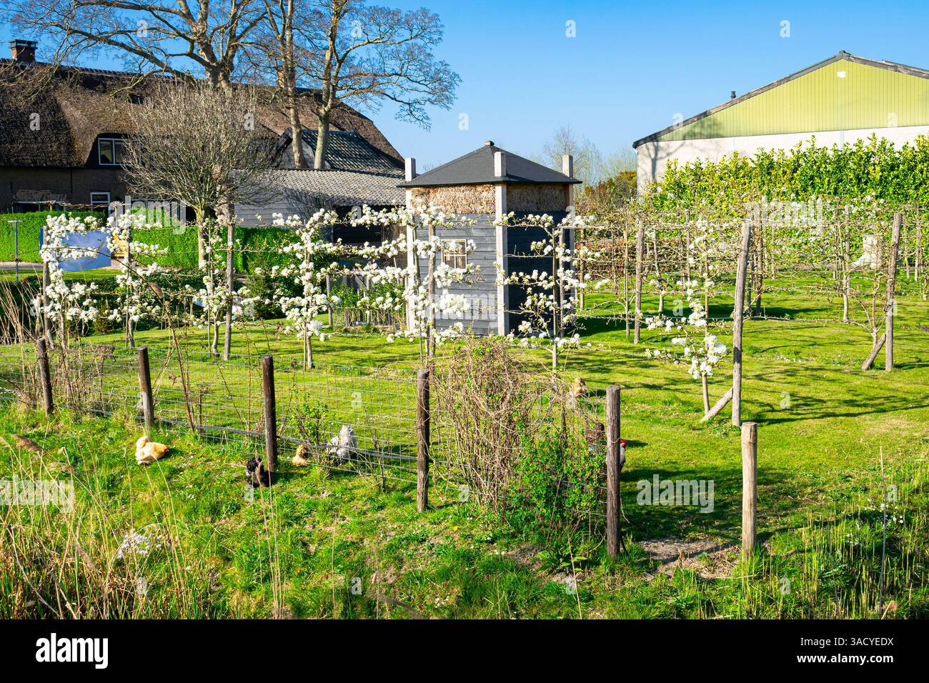 Malerischer Blick auf ein kleines Holzgebäude mit Heu inmitten eines weißen blühenden Obstgartens mit Hühnern, die herumrasen. Niederländische Landschaft. Stockfoto