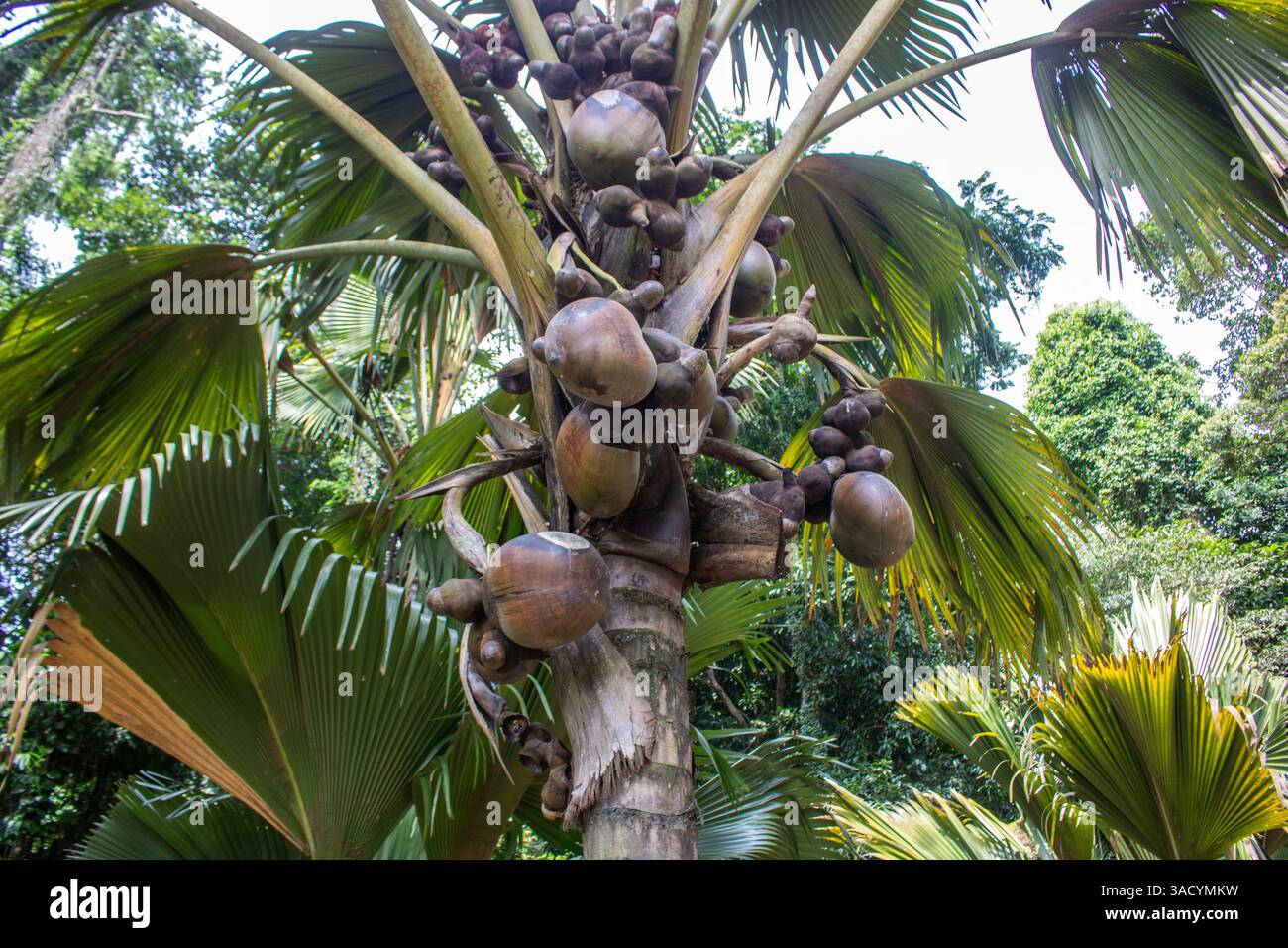 Palmen und Früchte im Royal Botanical Garden Peradeniya, Kandy, Sri Lanka Stockfoto