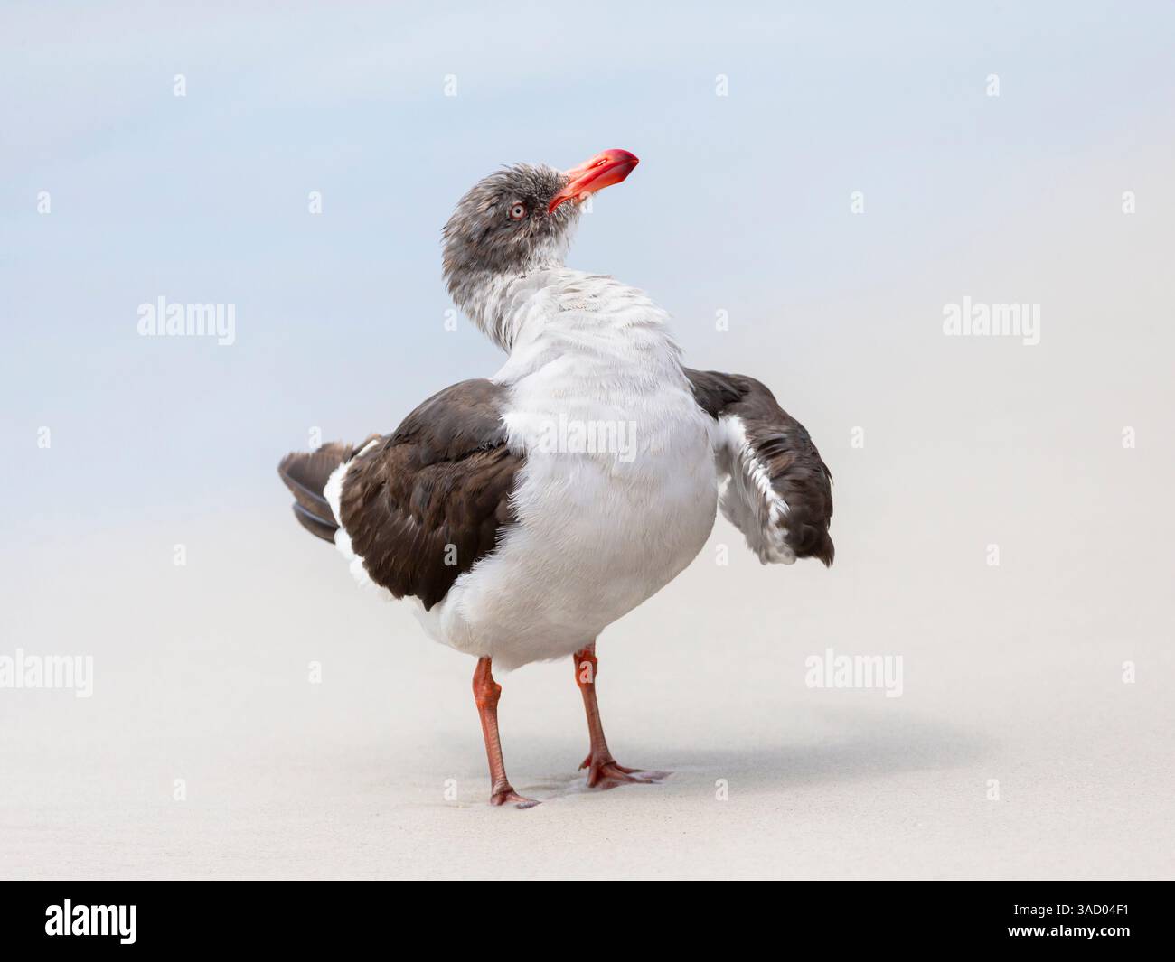 Falklandinseln. Eine Delfinmöwe schlägt mit den Flügeln und springt, um ihre nassen Federn zu trocknen. Stockfoto