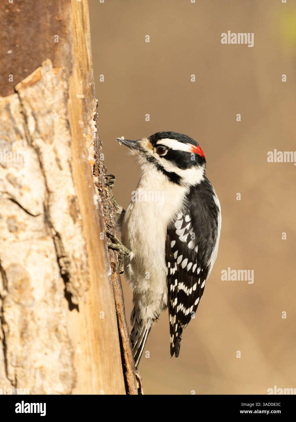 Flaumspecht, Pennsylvania, USA. Stockfoto