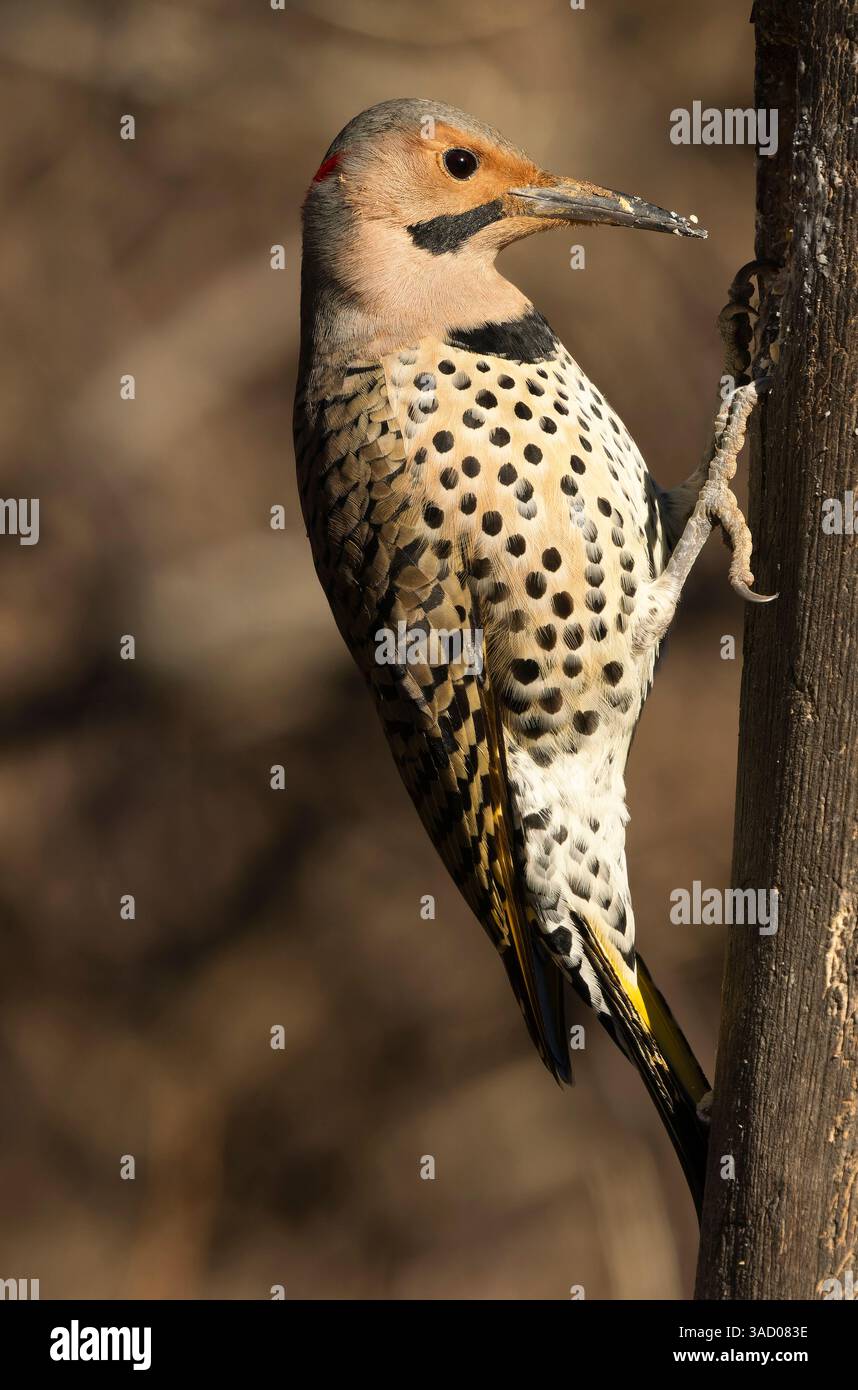 Northern flicker, Pennsylvania, USA. Stockfoto