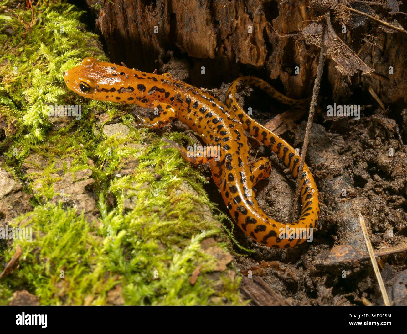 Langschwanz-Salamander, Pennsylvania, USA. Stockfoto
