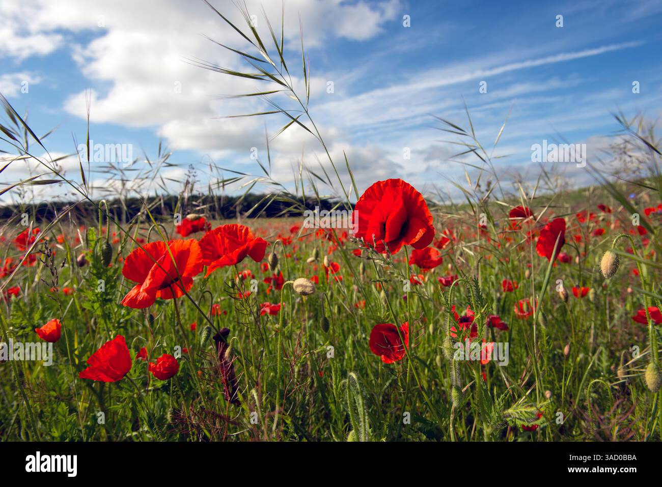 Mohnfelder Graswolken rot Gier blau Stockfoto