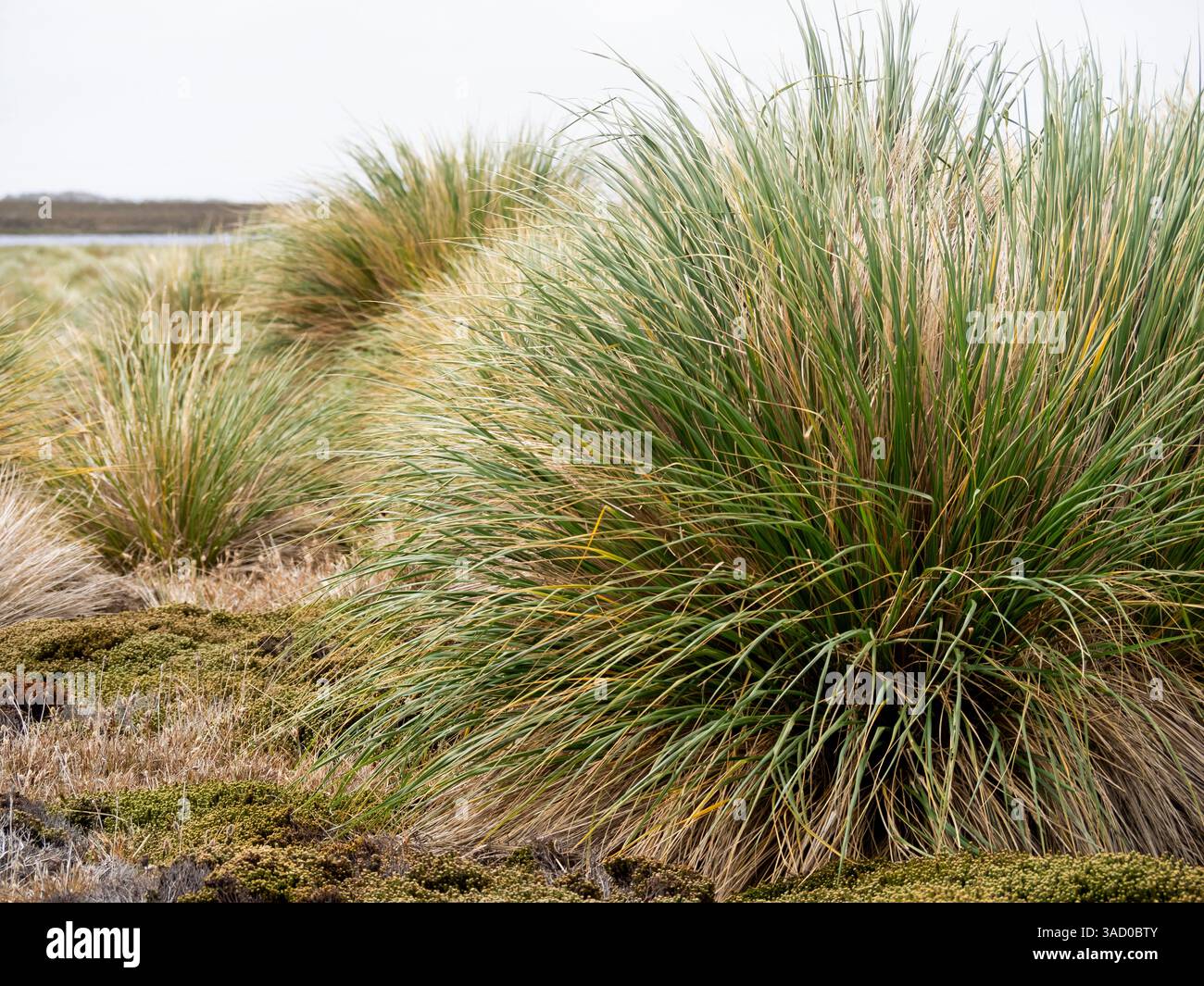 Falkland Island, Sea Lion Island. Puffgras. Das Gras wächst dicht entlang der Küste zusammen mit anderen bunten einheimischen Grasarten. Stockfoto