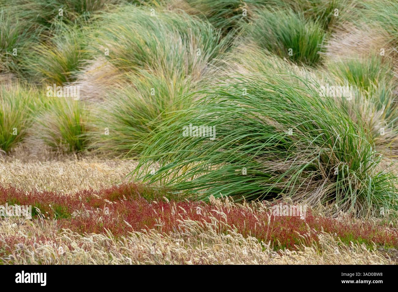 Falkland Island, Sea Lion Island. Puffgras. Das Gras wächst dicht entlang der Küste zusammen mit anderen bunten einheimischen Grasarten. Stockfoto