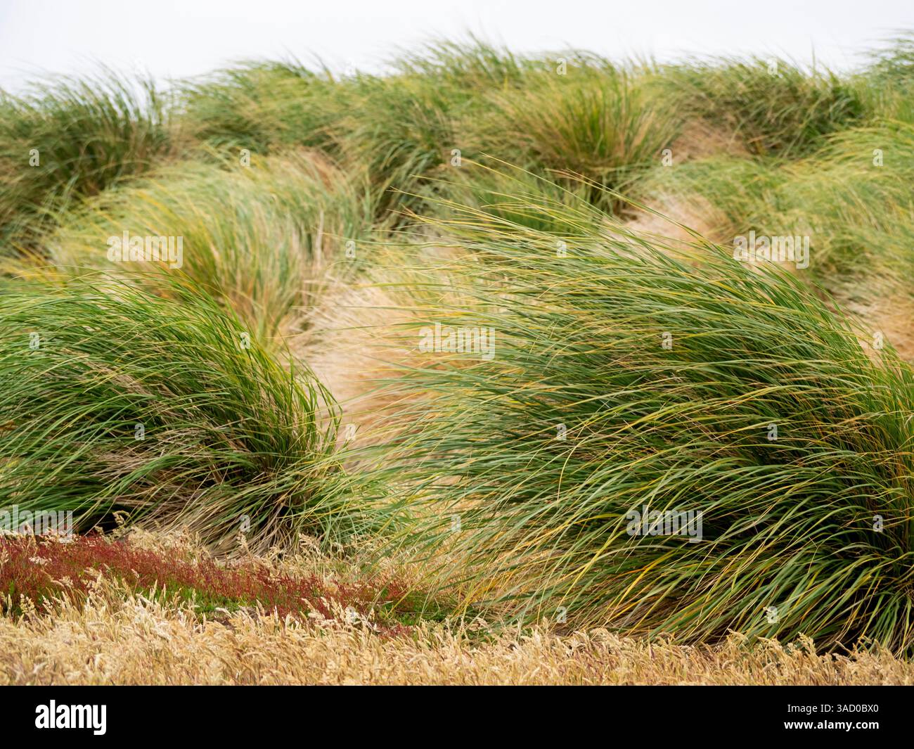 Falkland Island, Sea Lion Island. Puffgras. Das Gras wächst dicht entlang der Küste zusammen mit anderen bunten einheimischen Grasarten. Stockfoto