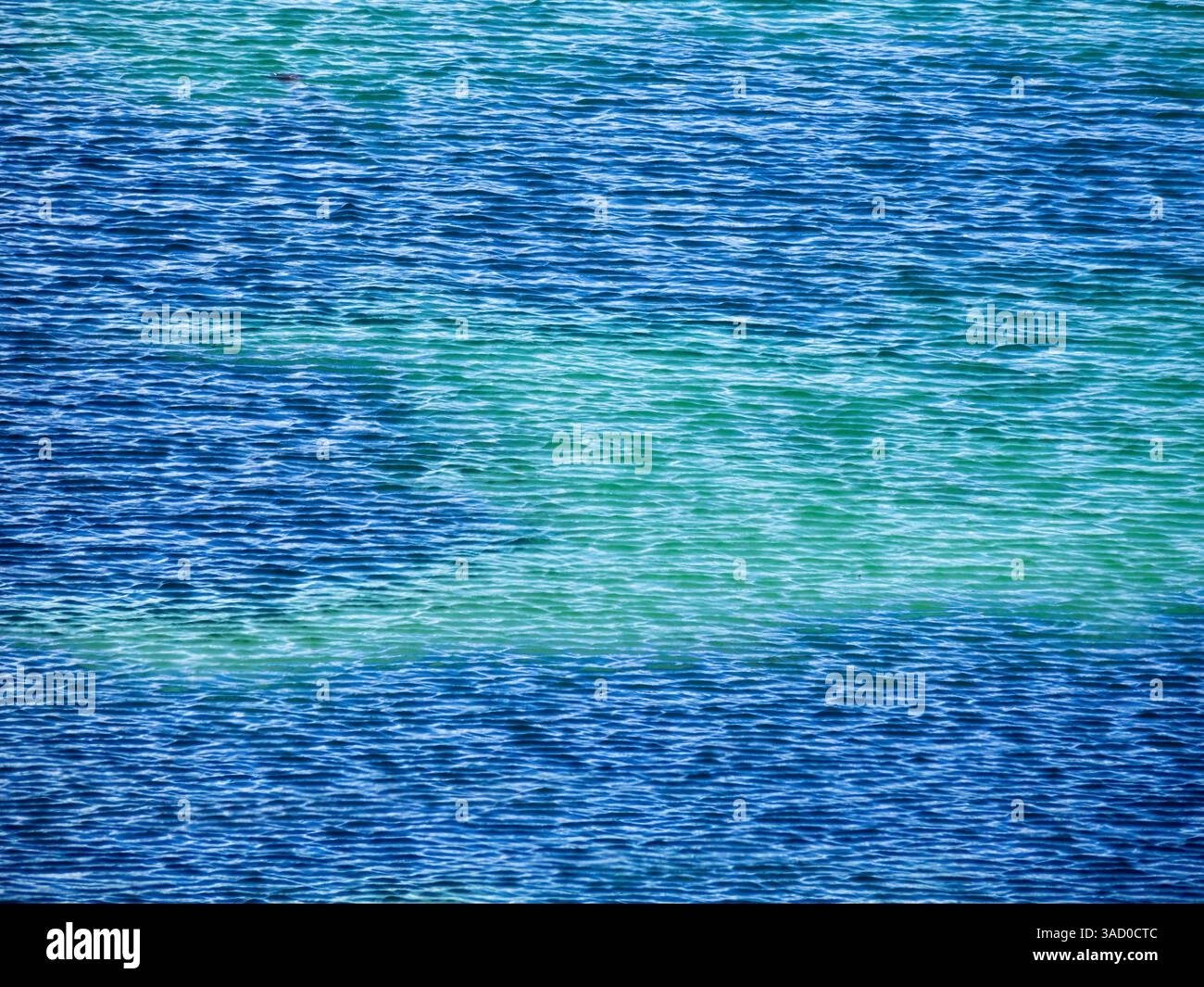 Falklandinseln, Carcass Island. Das leuchtende Blau der Lagune schafft auffällige Farben und Muster. Stockfoto