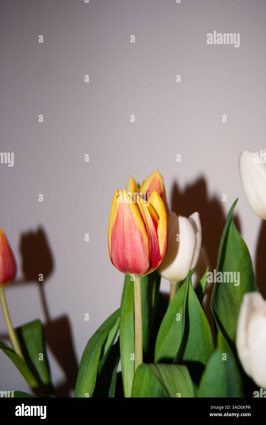 Rote und gelbe Tulpe in Blüte, umgeben von weißen Knospen, fotografiert in weichem natürlichem Licht gegen eine neutrale Wand. Minimalistisches Frühlingsstillleben Stockfoto