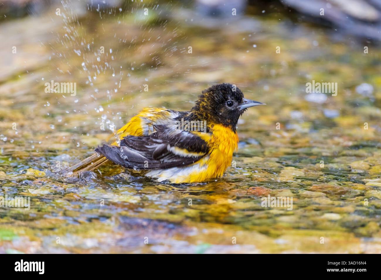 Baltimore oriole weibliche Baden, Marion County, Illinois. Stockfoto