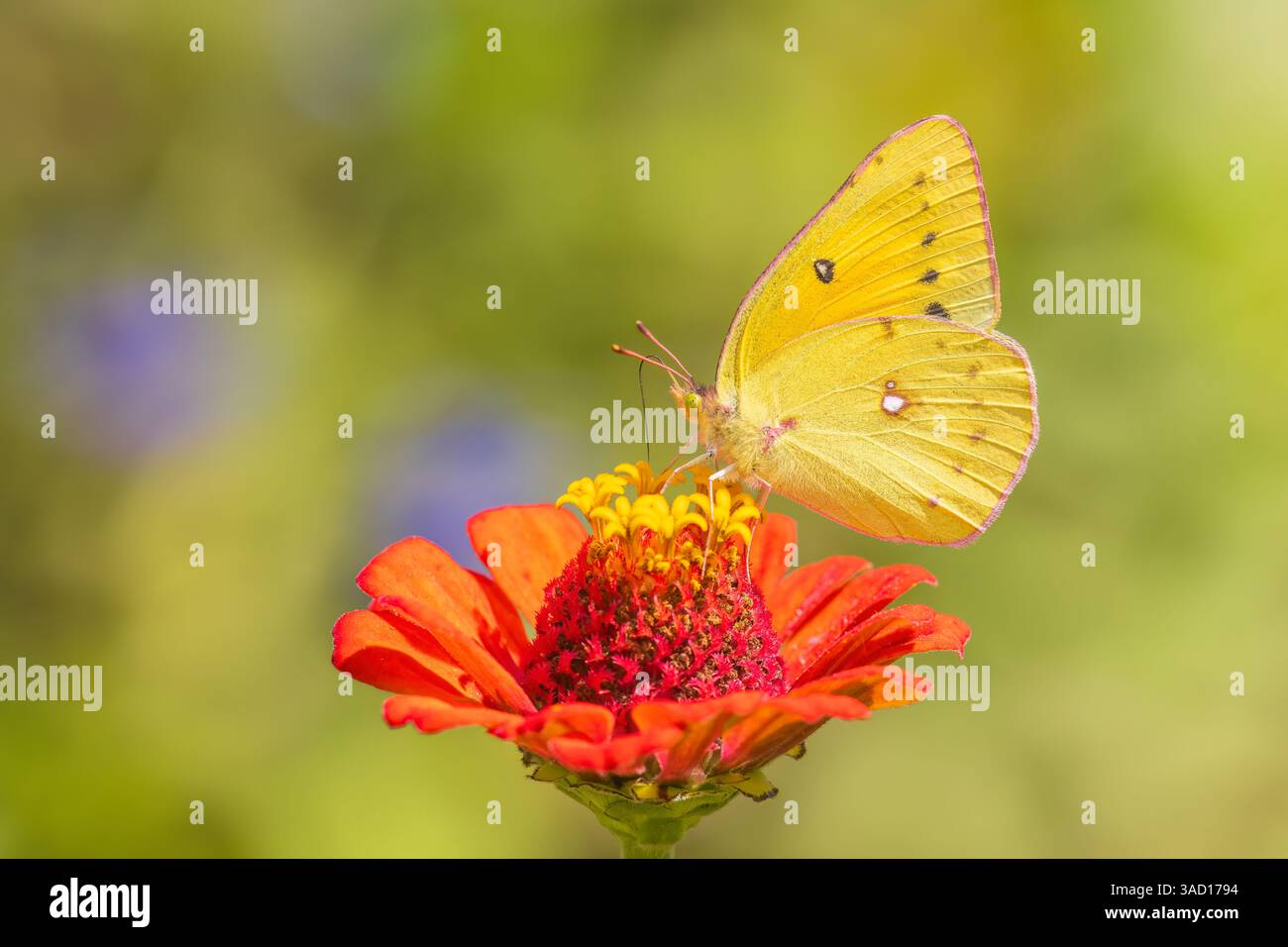 Orangenschwefel auf Zinnia, Marion County, Illinois. Stockfoto