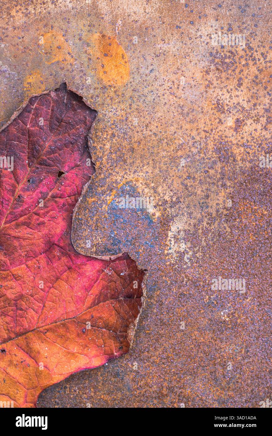 Getrocknetes Blatt einer Eichenblatthortensie, Hintergrundbild Stockfoto
