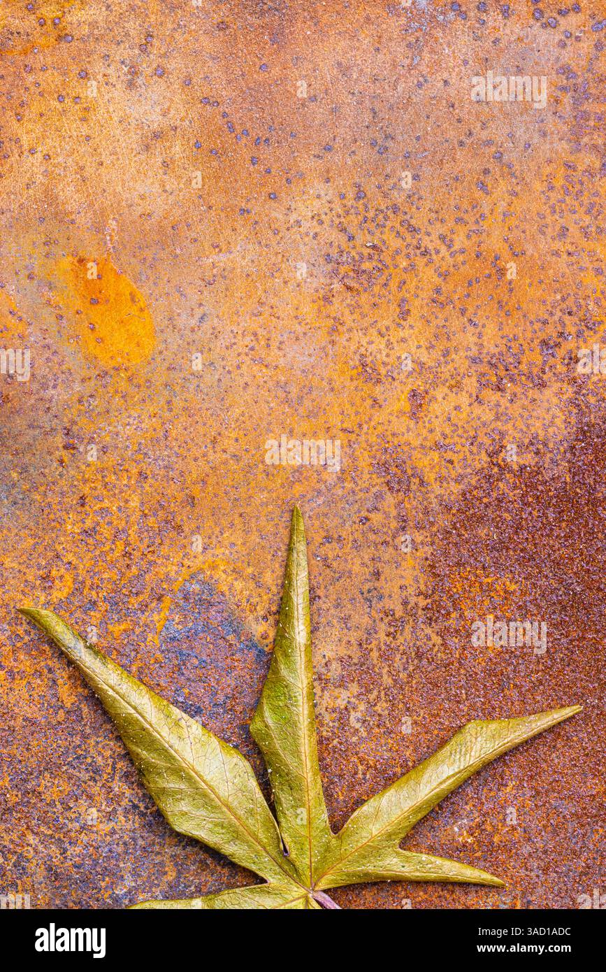 Blatt einer blauen Passionsblume (Passiflora caerulea), Herbstfärbung auf rostigem Hintergrund Stockfoto