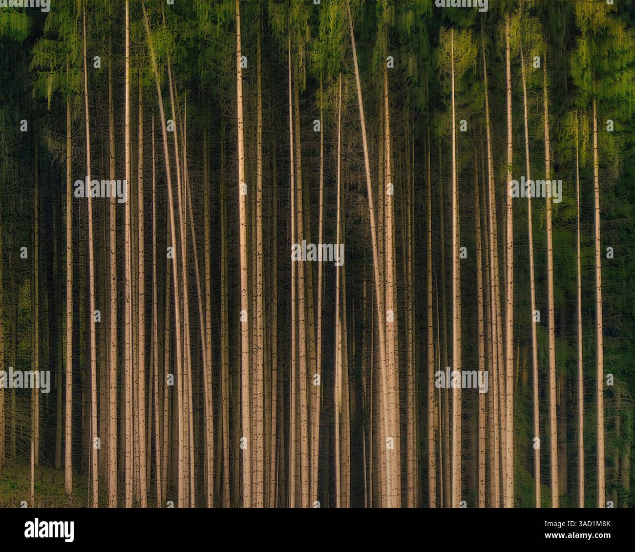 Fotokunst, Wald der Dunkelheit Stockfoto