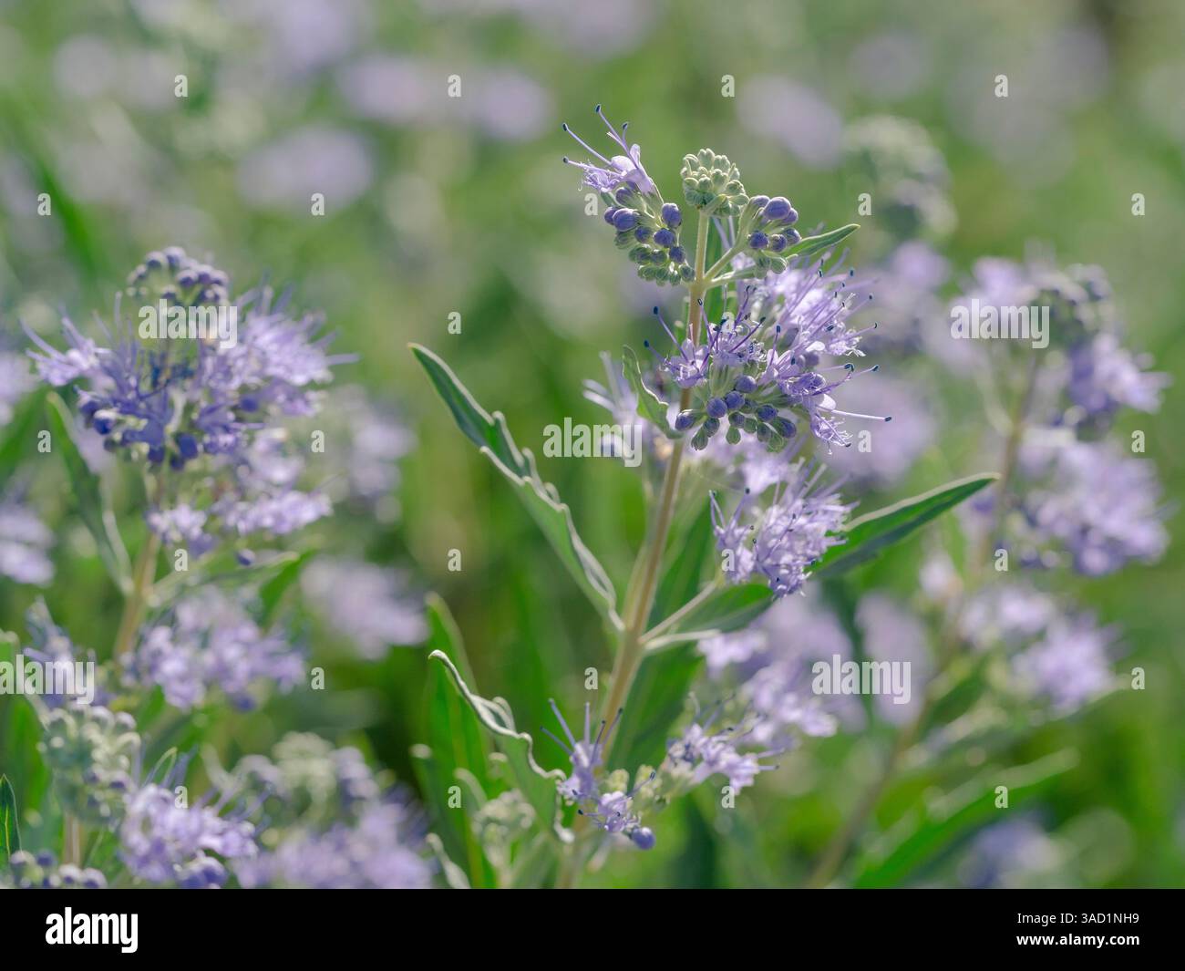 Dunkler Ritter Spirea Blumenstrauch, Sommer, New Mexico Stockfoto