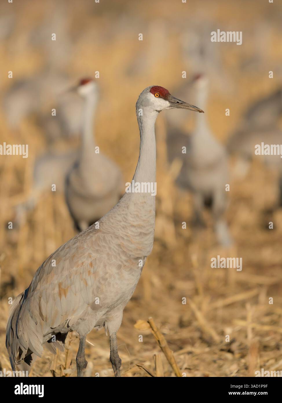 Sandhill-Kran, unter anderem in Maisfeldern, Bernardo Wildlife Area, New Mexico Stockfoto