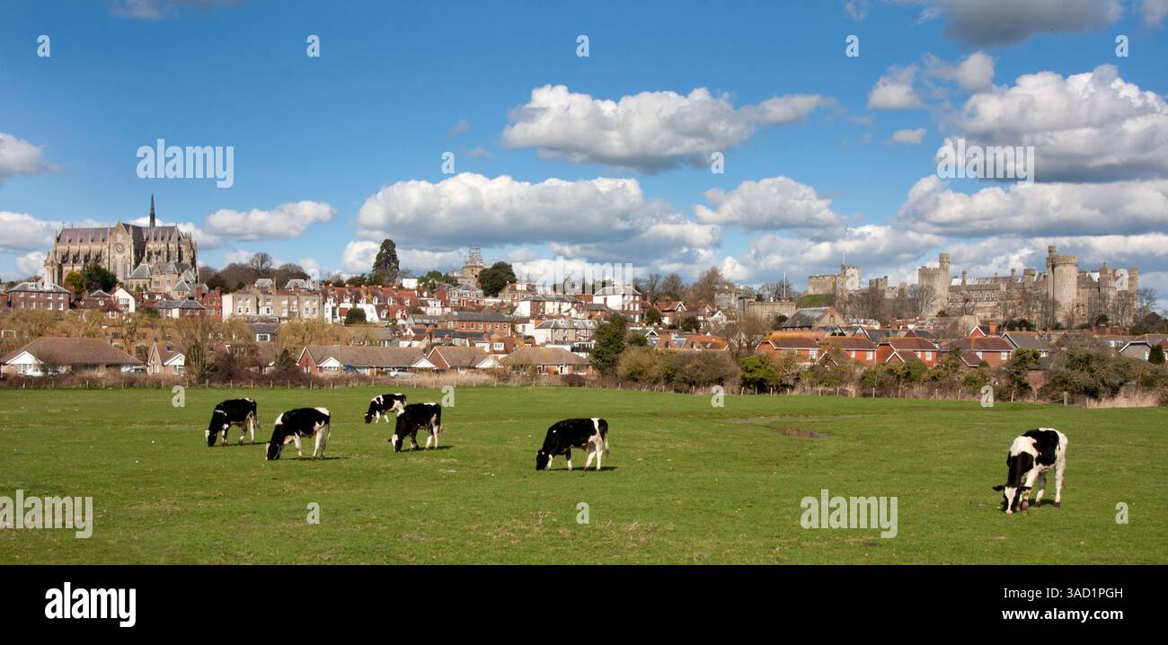Arundel Kathedrale und Schloss in ländlicher Umgebung mit Kühen, die auf Feldern weiden, West Sussex, England Stockfoto