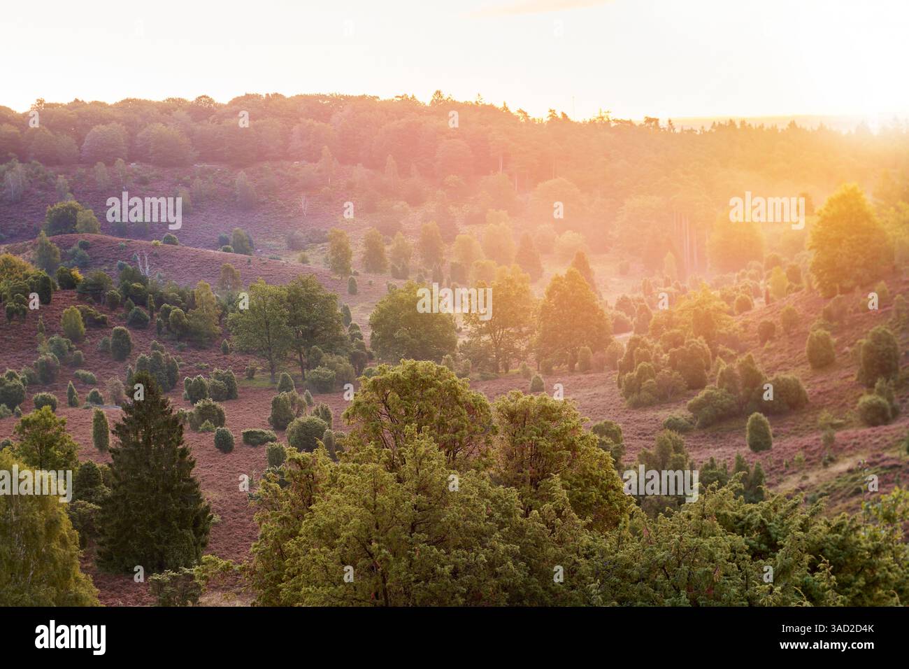 Landschaft, romantische Naturkulisse, bei Sonnenaufgang in der Lüneburger Heide, Totengrund Becken, blühende Heide und Wacholder Stockfoto