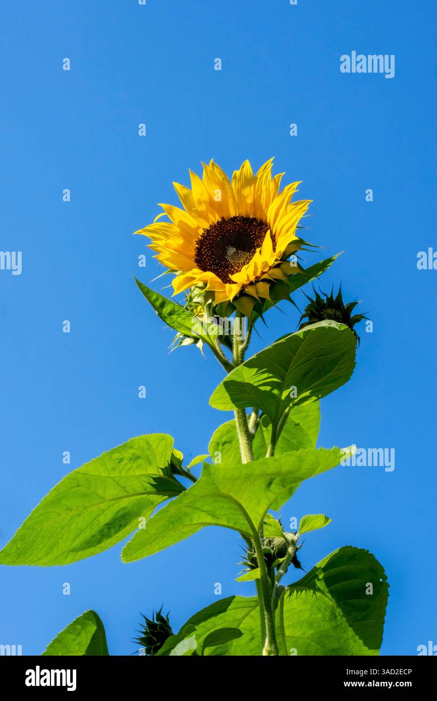 Issaquah, Bundesstaat Washington, USA. Gewöhnliche Sonnenblume vor blauem Himmel. Stockfoto
