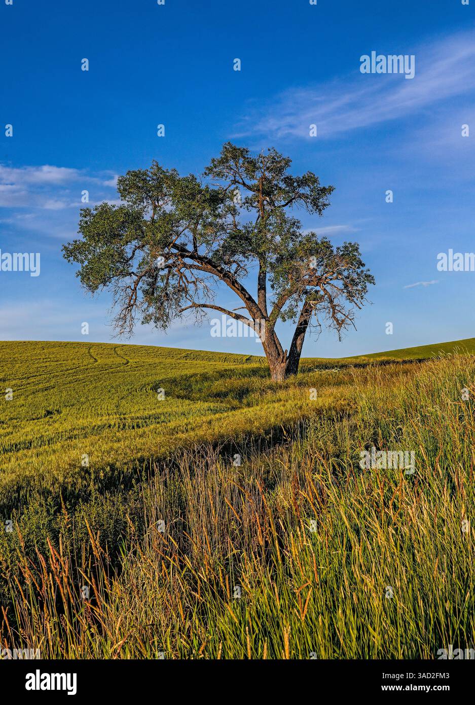 USA, Garfield, Bundesstaat Washington. Landschaftlich reizvolles Feld. Stockfoto