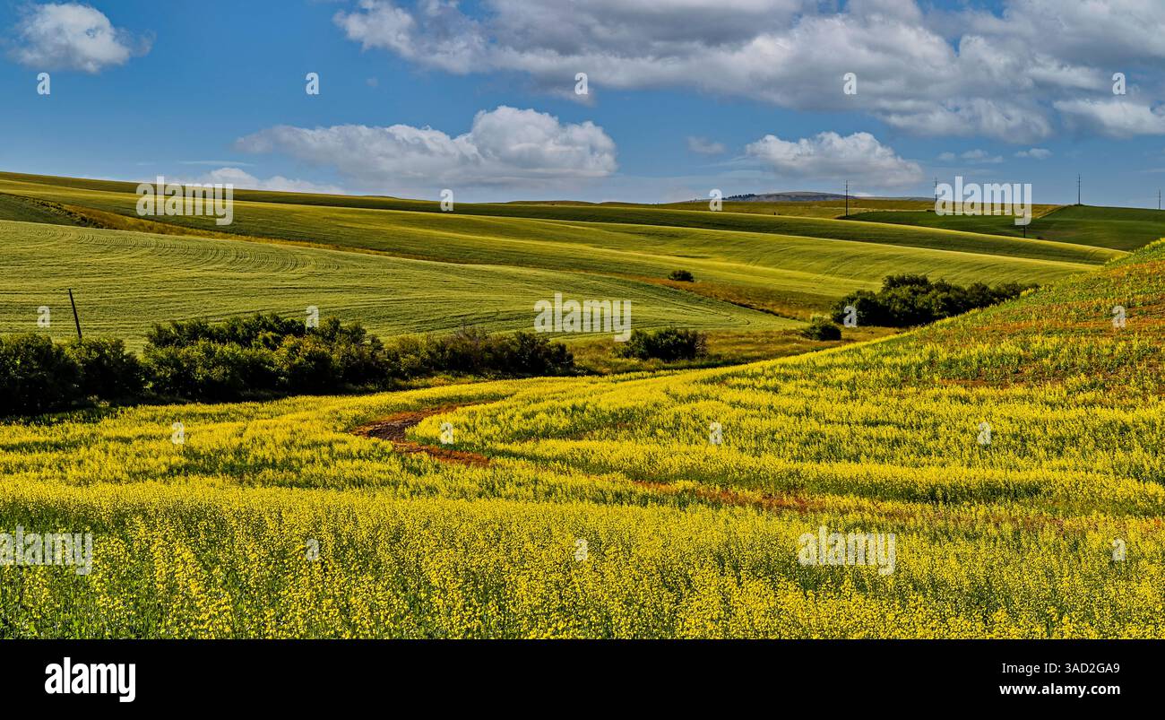 USA, Colfax, Bundesstaat Washington. Landwirtschaftliche Szene. Stockfoto