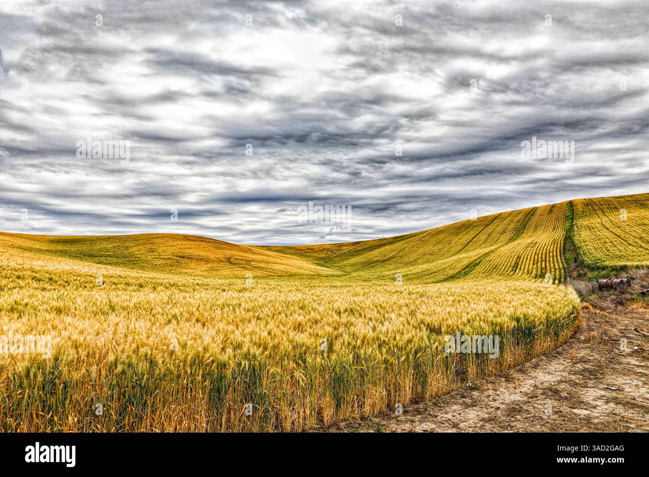 USA, Lacrosse, Washington State. Landschaftlich reizvolles Feld. Stockfoto