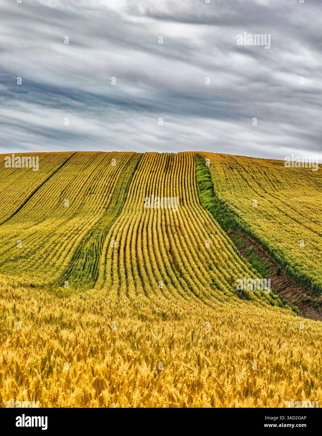 USA, Lacrosse, Washington State. Landschaftlich reizvolles Feld. Stockfoto