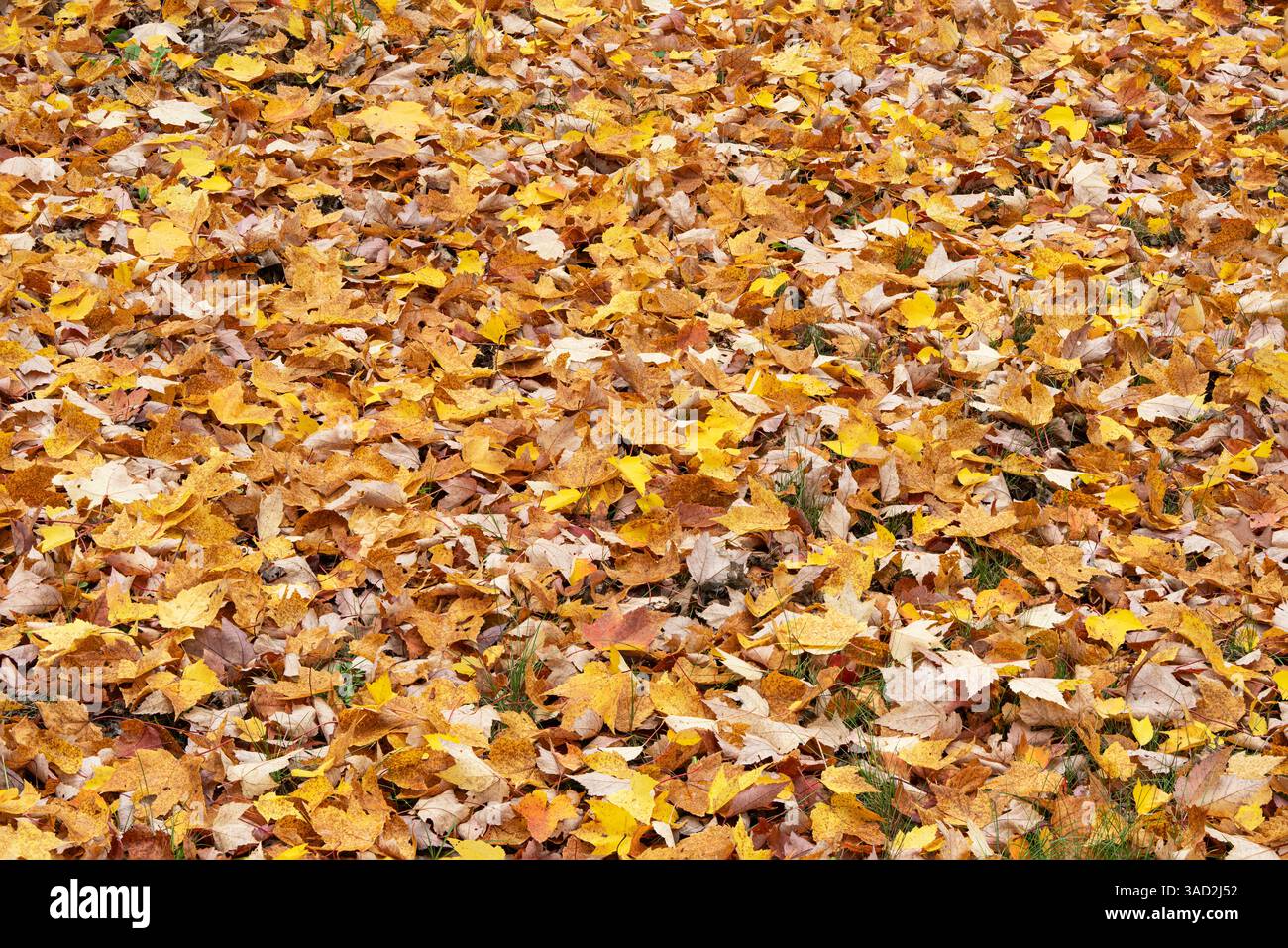USA, Wisconsin, Chequamegon-Nicolet National Forest. Gefallene Ahornblätter im Wald. ©Don Grall / Jaynes Gallery / DanitaDelimont.com Stockfoto