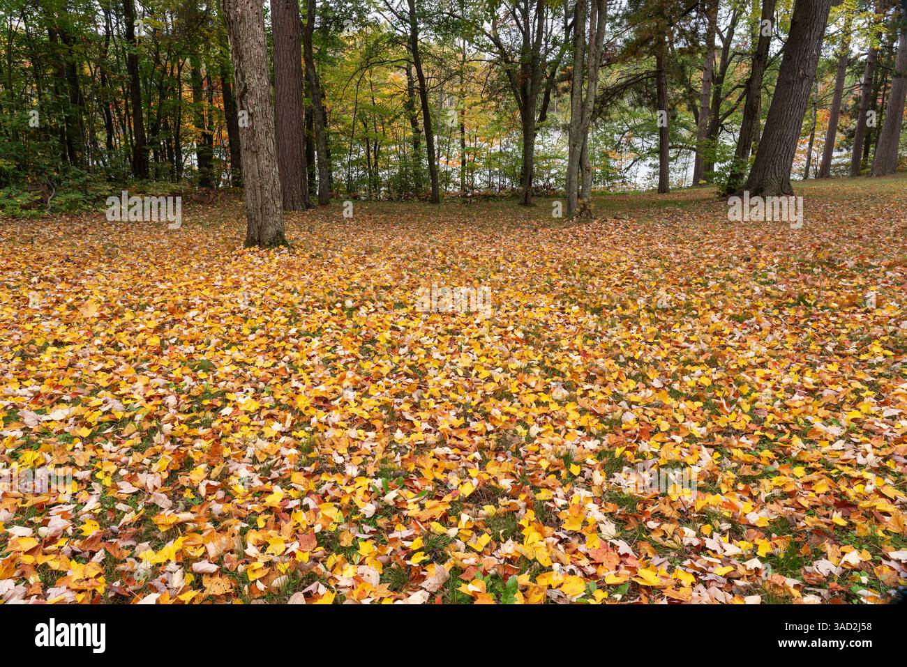 USA, Wisconsin, Chequamegon-Nicolet National Forest. Gefallene Ahornblätter im Wald. ©Don Grall / Jaynes Gallery / DanitaDelimont.com Stockfoto
