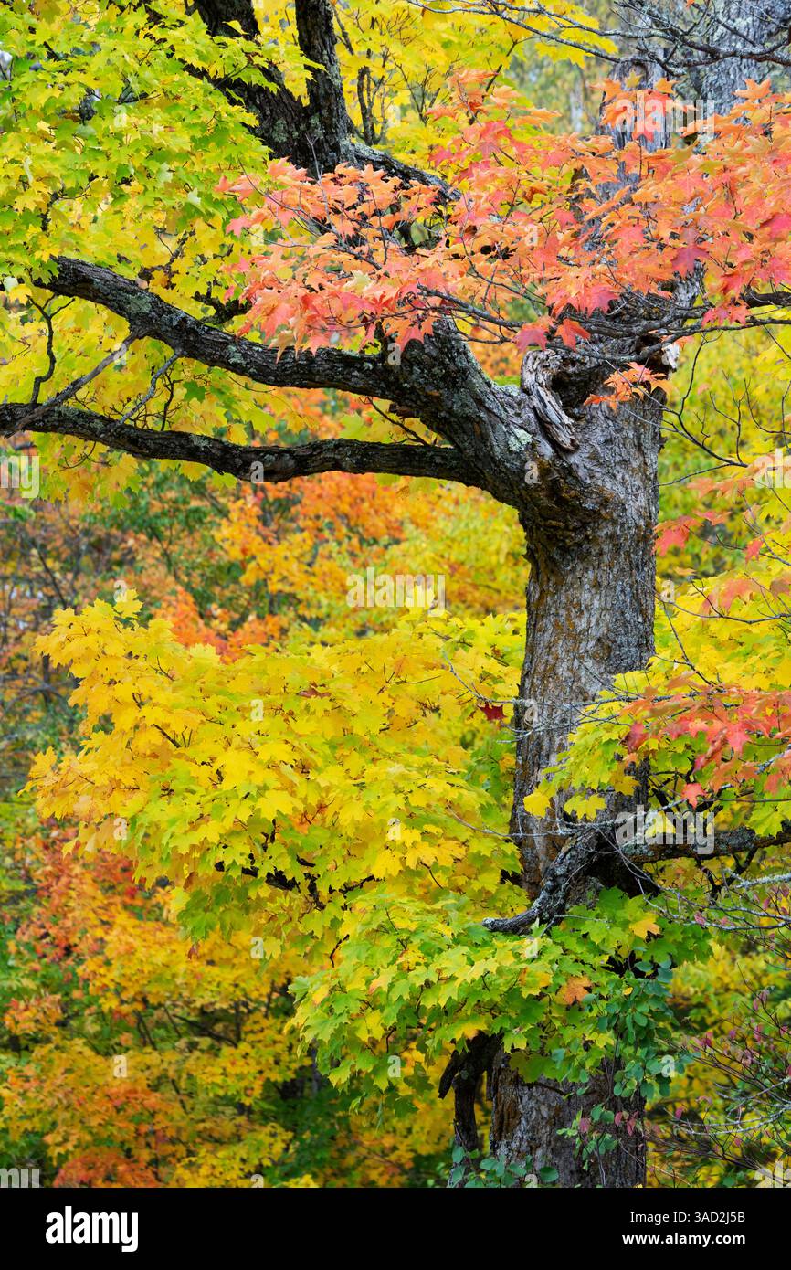 USA, Wisconsin, Chequamegon-Nicolet National Forest. Herbstfarbene Ahornbäume im Wald. ©Don Grall / Jaynes Gallery / DanitaDelimont.com Stockfoto