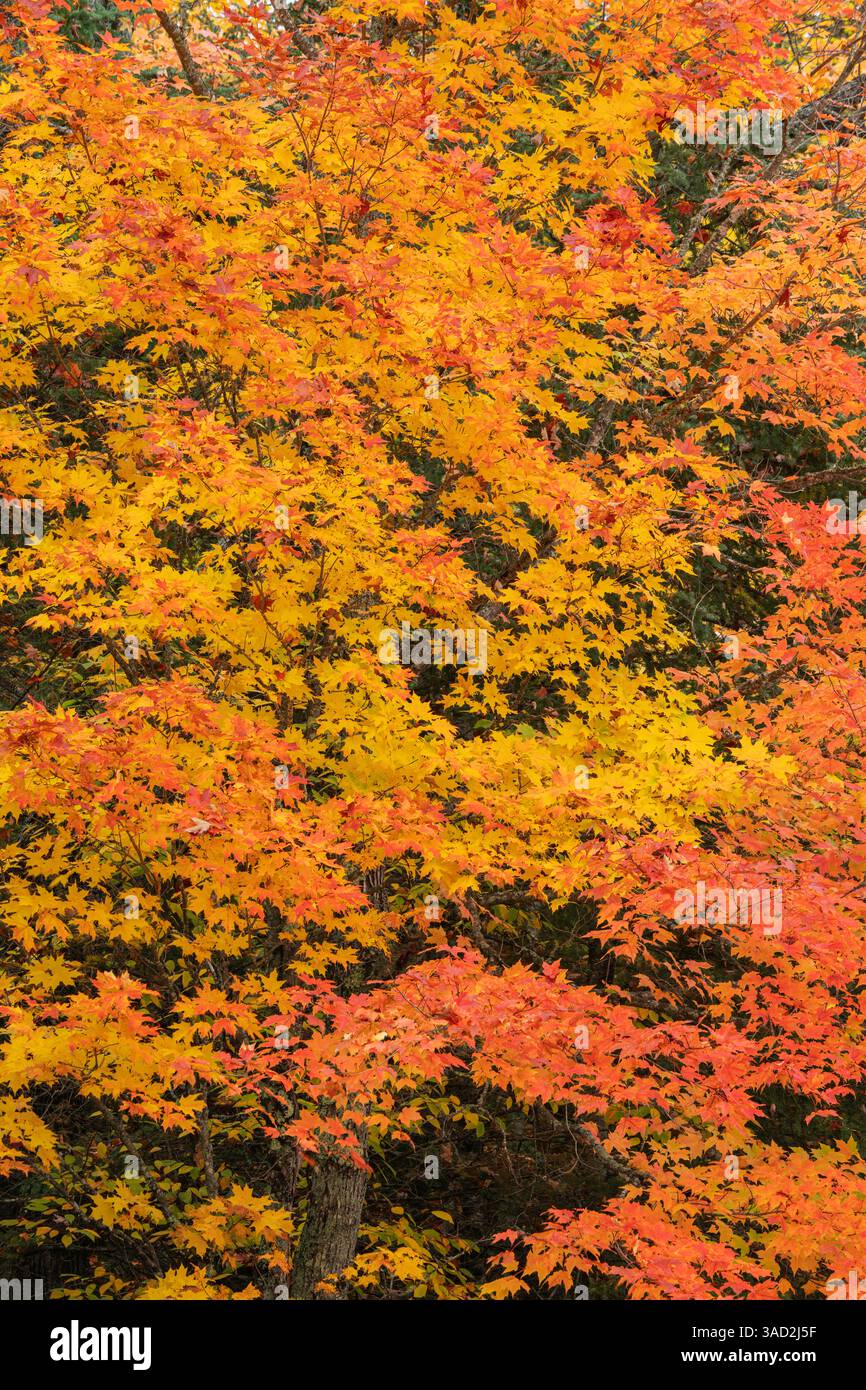 USA, Wisconsin, Chequamegon-Nicolet National Forest. Herbstfarbene Ahornbäume im Wald. ©Don Grall / Jaynes Gallery / DanitaDelimont.com Stockfoto