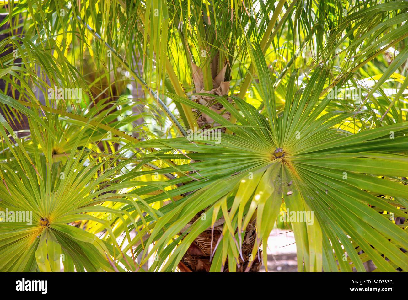 Australische Livingston-Palme, Livistona australis Stockfoto
