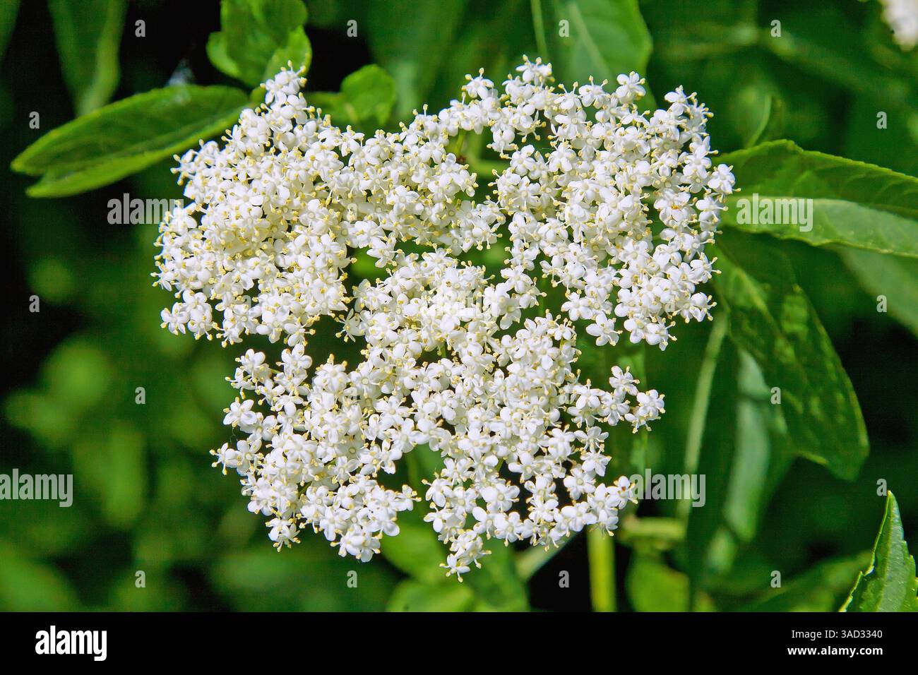 Flora, schwarzer Holunder, Sambucus nigra, weiße Blüte, Holunderbusch, Holunder, Flieder, Holunder Busch, Holunder Busch, Blüte, Blüten, Detail, Details, Nahaufnahme, Nahaufnahme, Frühling, Frühsommer, Sommer, Holunderblüte, Holunderblüten Stockfoto