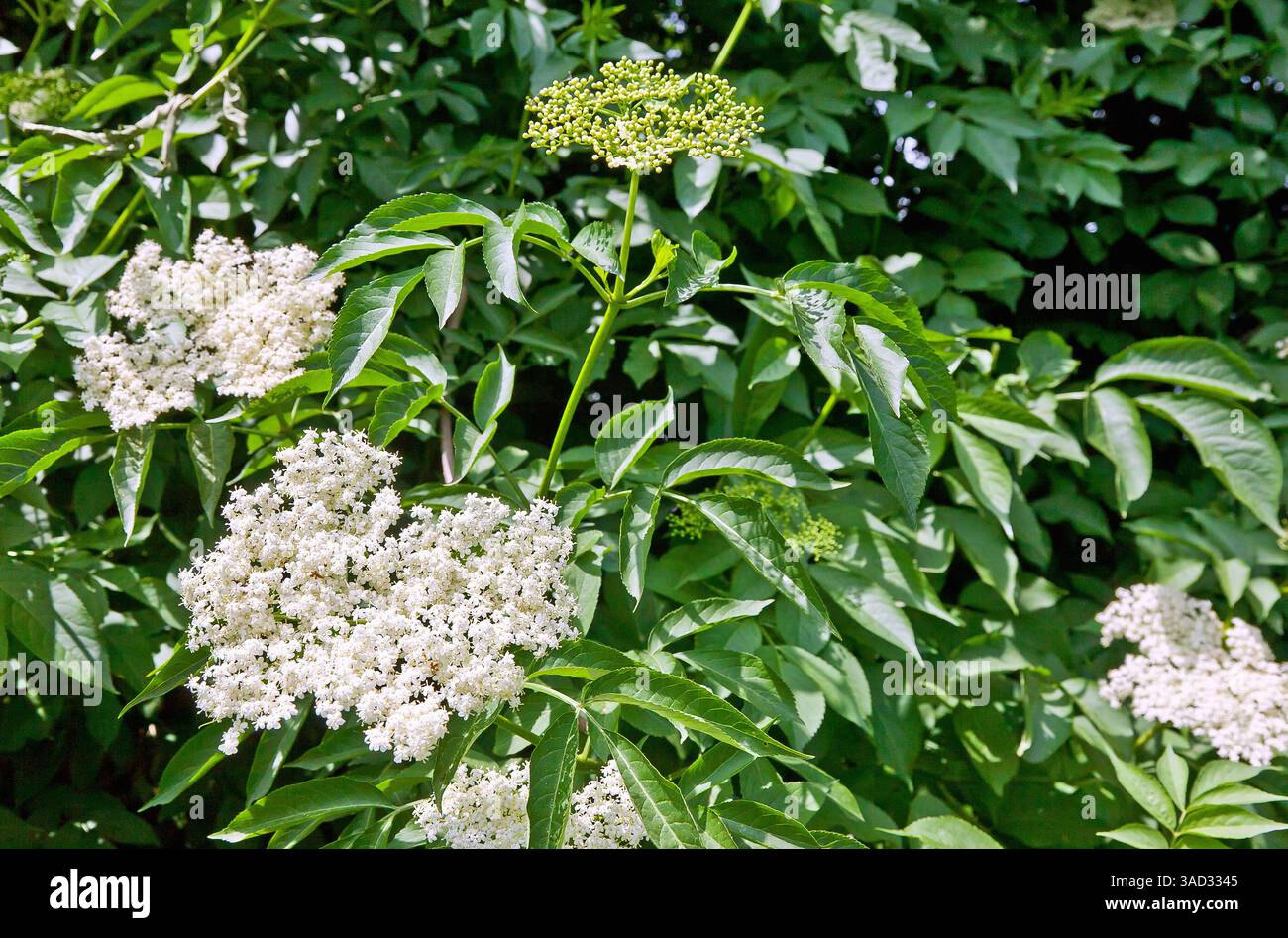 Flora, schwarzer Holunder, Sambucus nigra, weiße Blüte, Holunderbusch, Holunder, Flieder, Holunder Busch, Holunder Busch, Blüte, Blüten, Detail, Details, Nahaufnahme, Nahaufnahme, Frühling, Frühsommer, Sommer, Holunderblüte, Holunderblüten Stockfoto