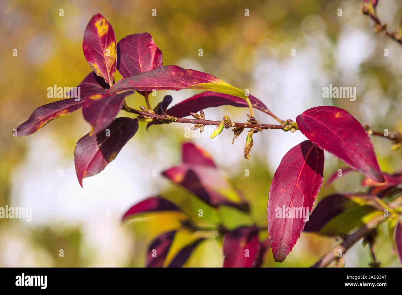 Gemeine Steinbirne, Amelanchier ovalis Stockfoto