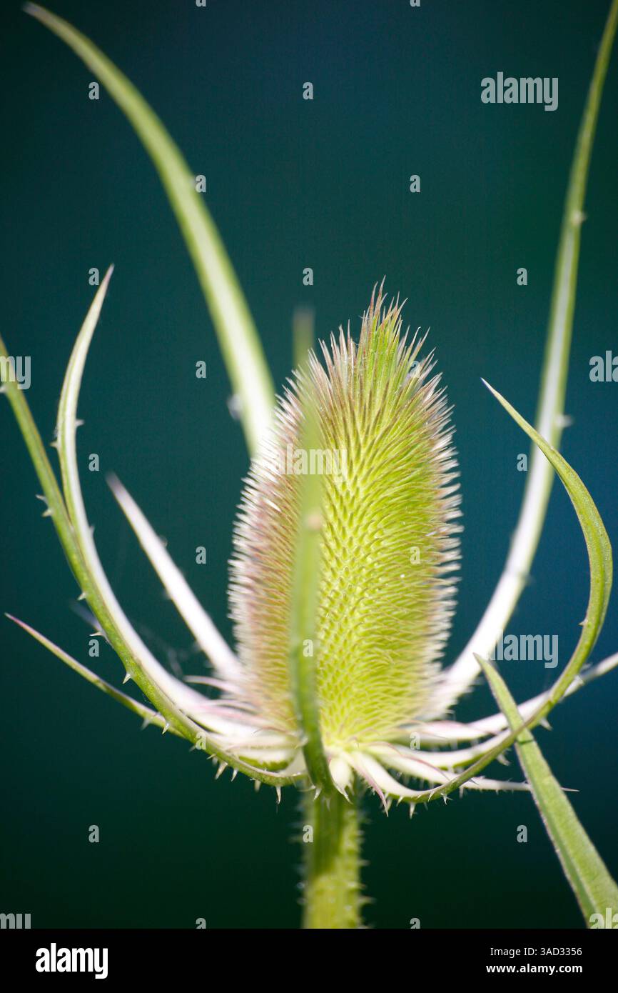 Flora, wilde Teasel, Dipsacus fullonum L Stockfoto