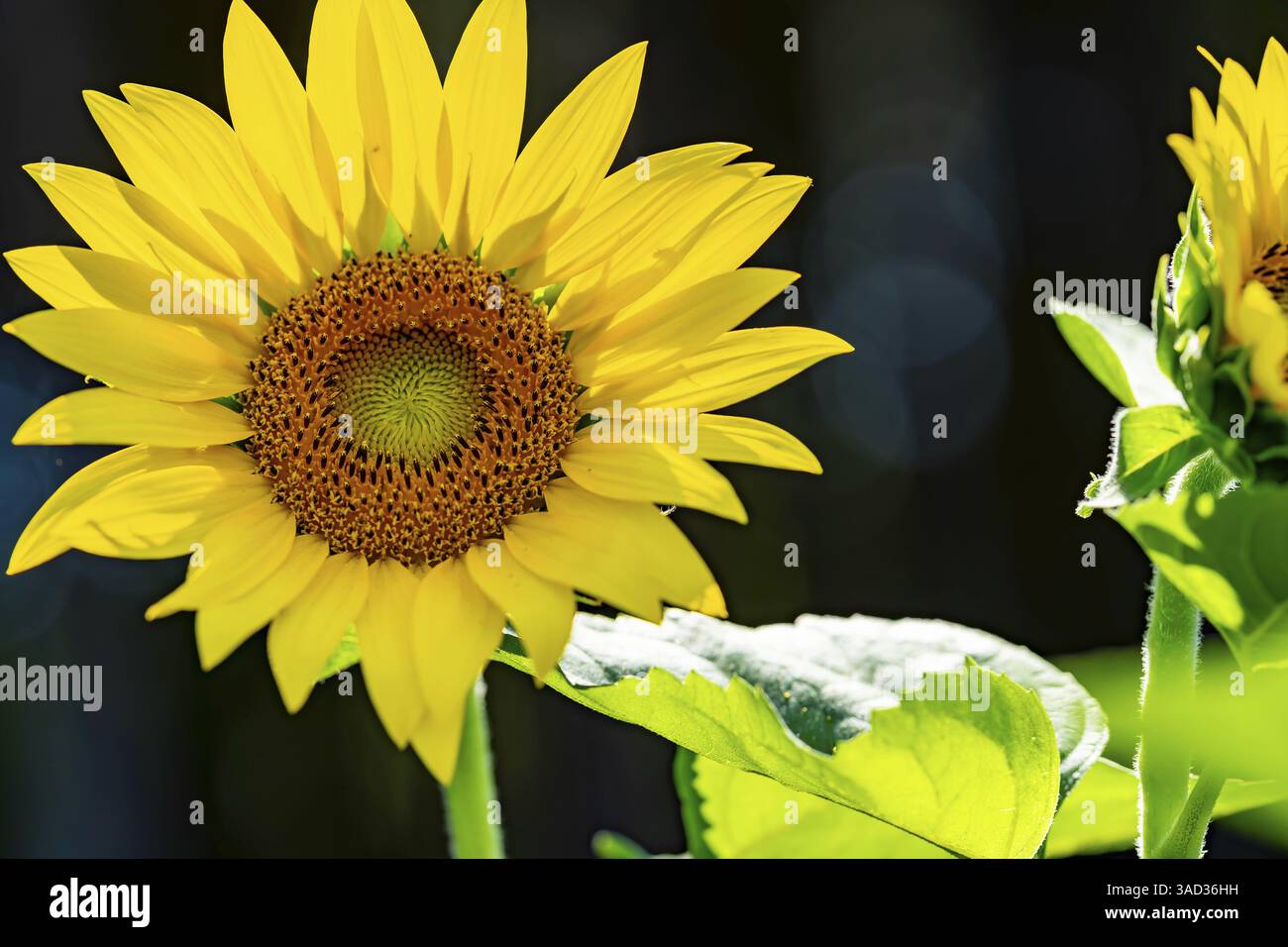 Ein riesiges Feld goldener Sonnenblumen schwingt sanft in der warmen Sommerbrise, ihre hellen Köpfe schwenken zum Himmel. Flauschige weiße Wolken driften über die b Stockfoto