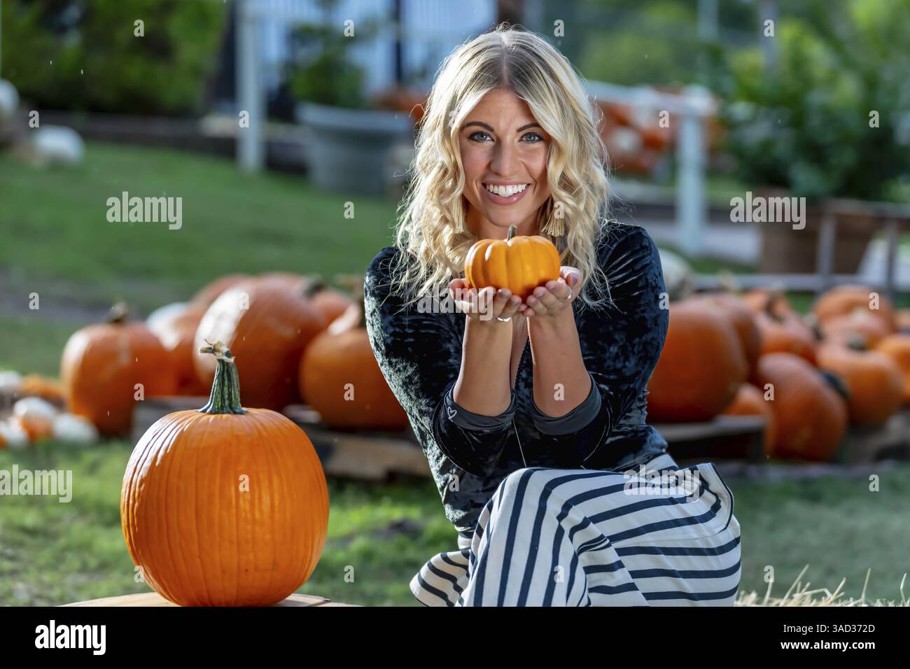 Ein atemberaubendes blondes Model posiert in einem lebhaften Kürbisfeld und trägt ein stilvolles Herbstoutfit mit einem Hauch von Halloween-Charme. Die Einstellung leuchtet warm Stockfoto