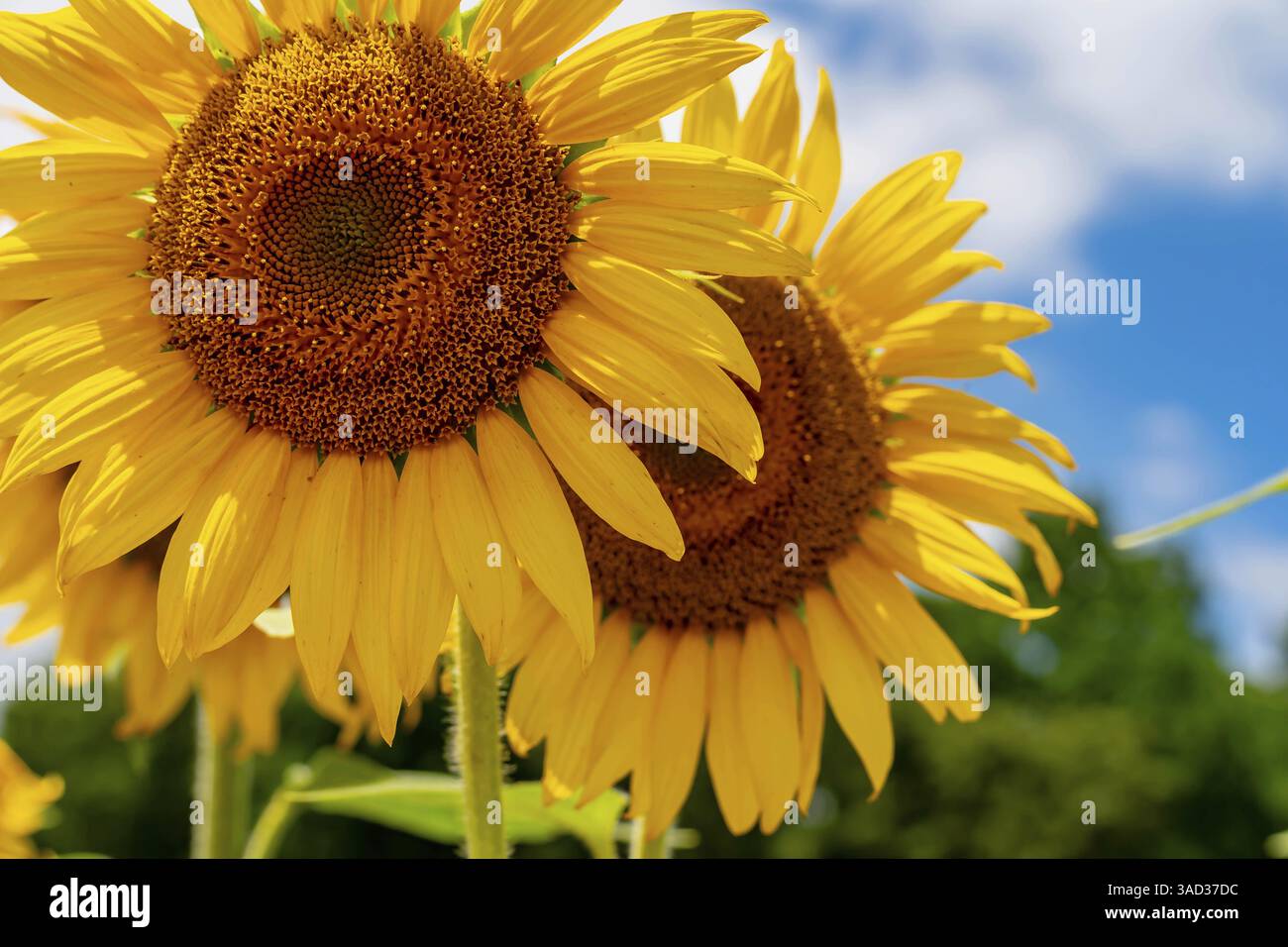 Ein riesiges Feld goldener Sonnenblumen schwingt sanft in der warmen Sommerbrise, ihre hellen Köpfe schwenken zum Himmel. Flauschige weiße Wolken driften über die b Stockfoto