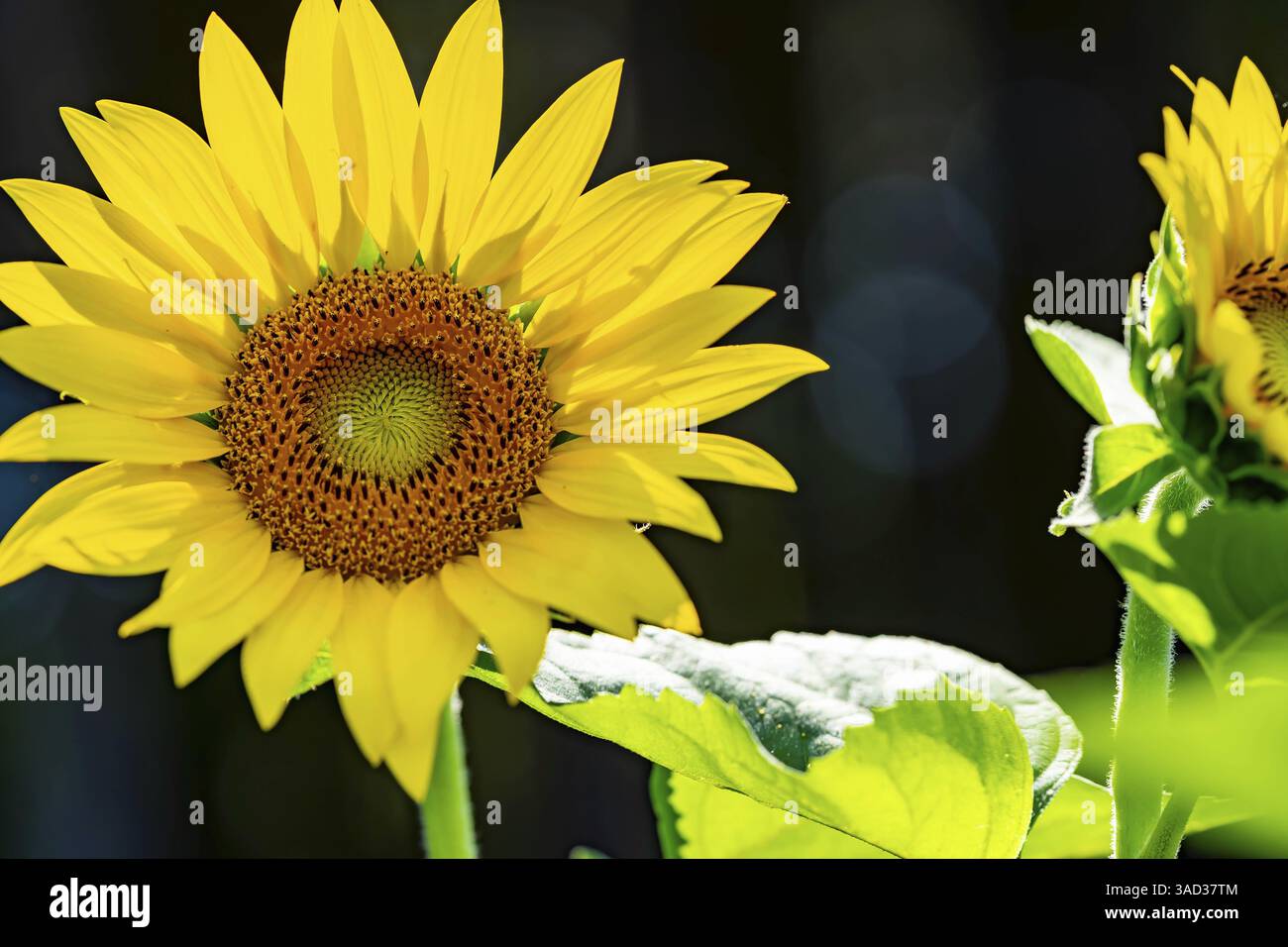 Ein riesiges Feld goldener Sonnenblumen schwingt sanft in der warmen Sommerbrise, ihre hellen Köpfe schwenken zum Himmel. Flauschige weiße Wolken driften über die b Stockfoto