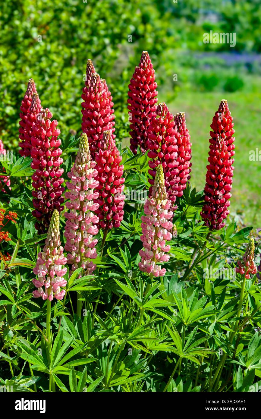 Die Gartenlupin Lupinus polyphyllus wird auch als mehrjährige Lupine bezeichnet. Es handelt sich um eine Pflanze aus der Gattung Lupinen, die zur Unterfamilie der Papilionpflanzen innerhalb der Leguminosen-Familie gehört. Lupinen werden in zahlreichen Farbvarianten angebaut. Stockfoto