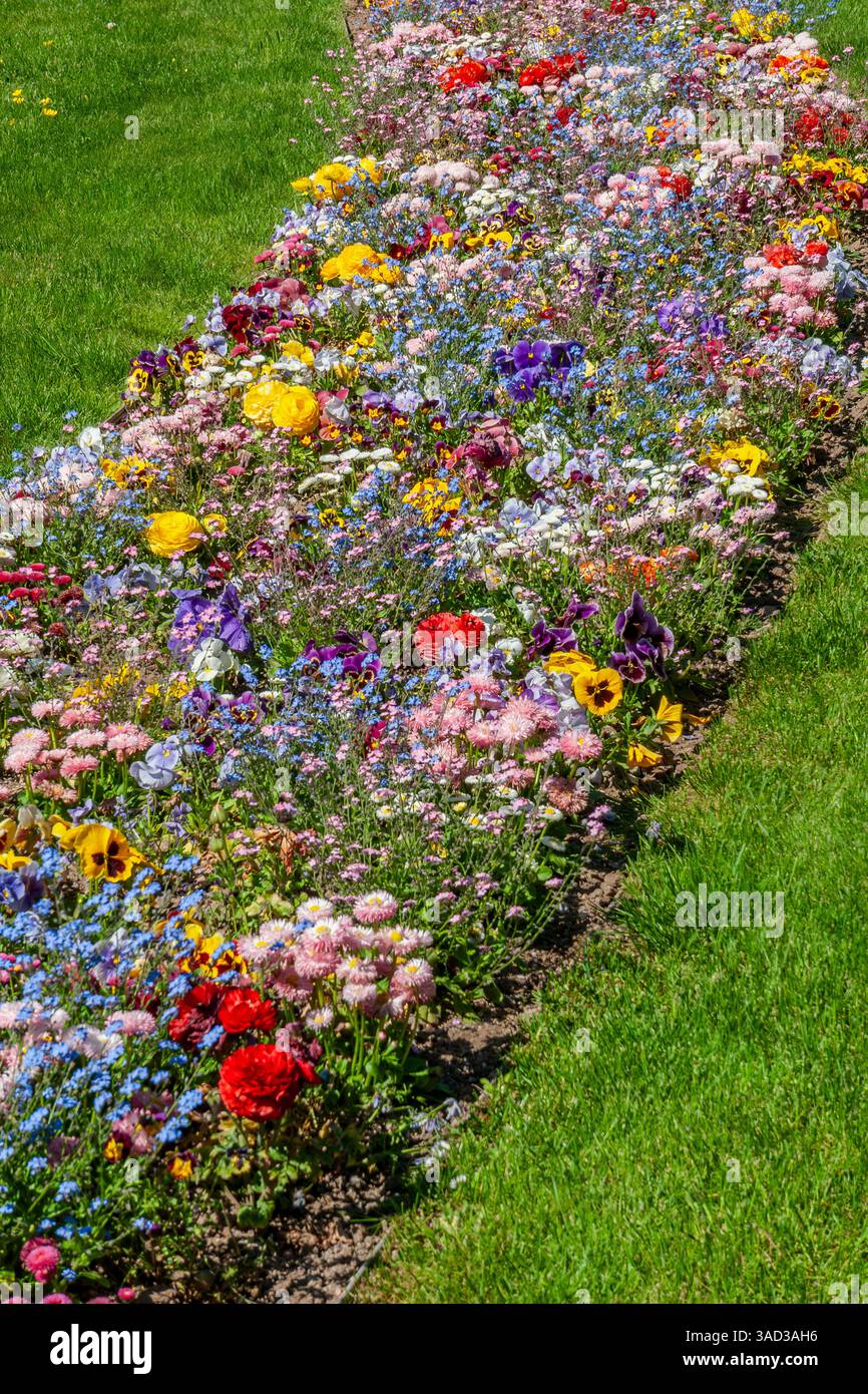 Deutschland, Bayern, Coburg, Blumenbeet, Vergissmeinnots, ranunkeln, Stiefmütterchen, Frühlingsblumen, schöner Garten, Park, Pflanzen Stockfoto