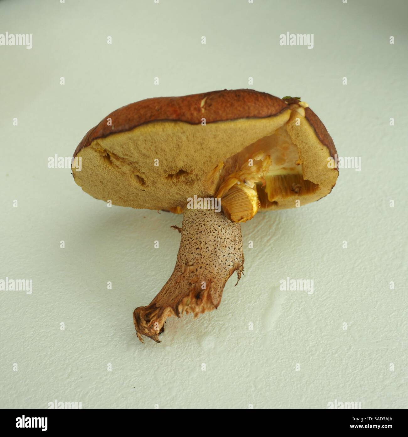Ein Speisepilz (Smith's Boletus) auf weißem Hintergrund. Stockfoto