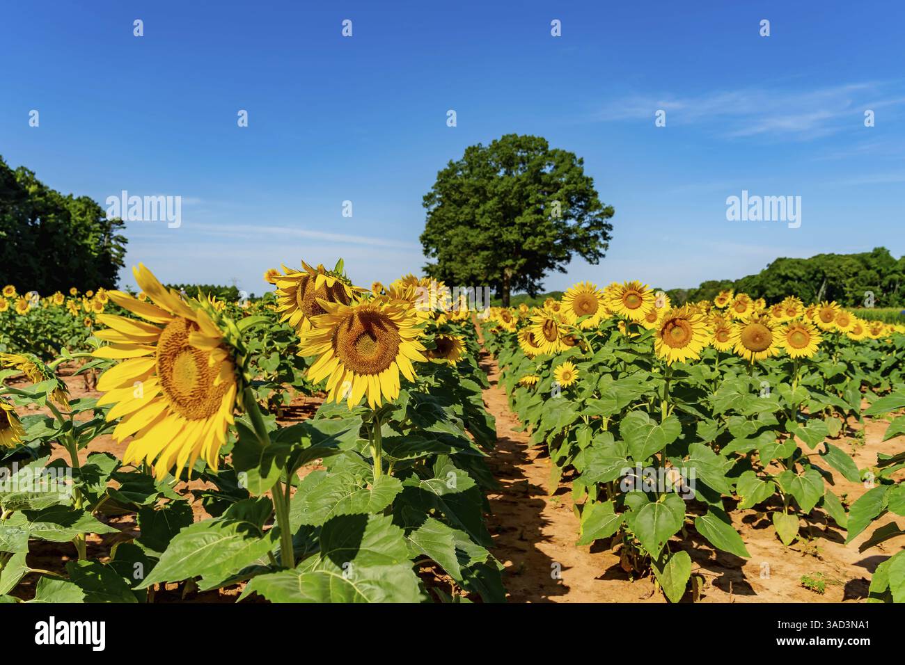Ein riesiges Feld goldener Sonnenblumen schwingt sanft in der warmen Sommerbrise, ihre hellen Köpfe schwenken zum Himmel. Flauschige weiße Wolken driften über die b Stockfoto