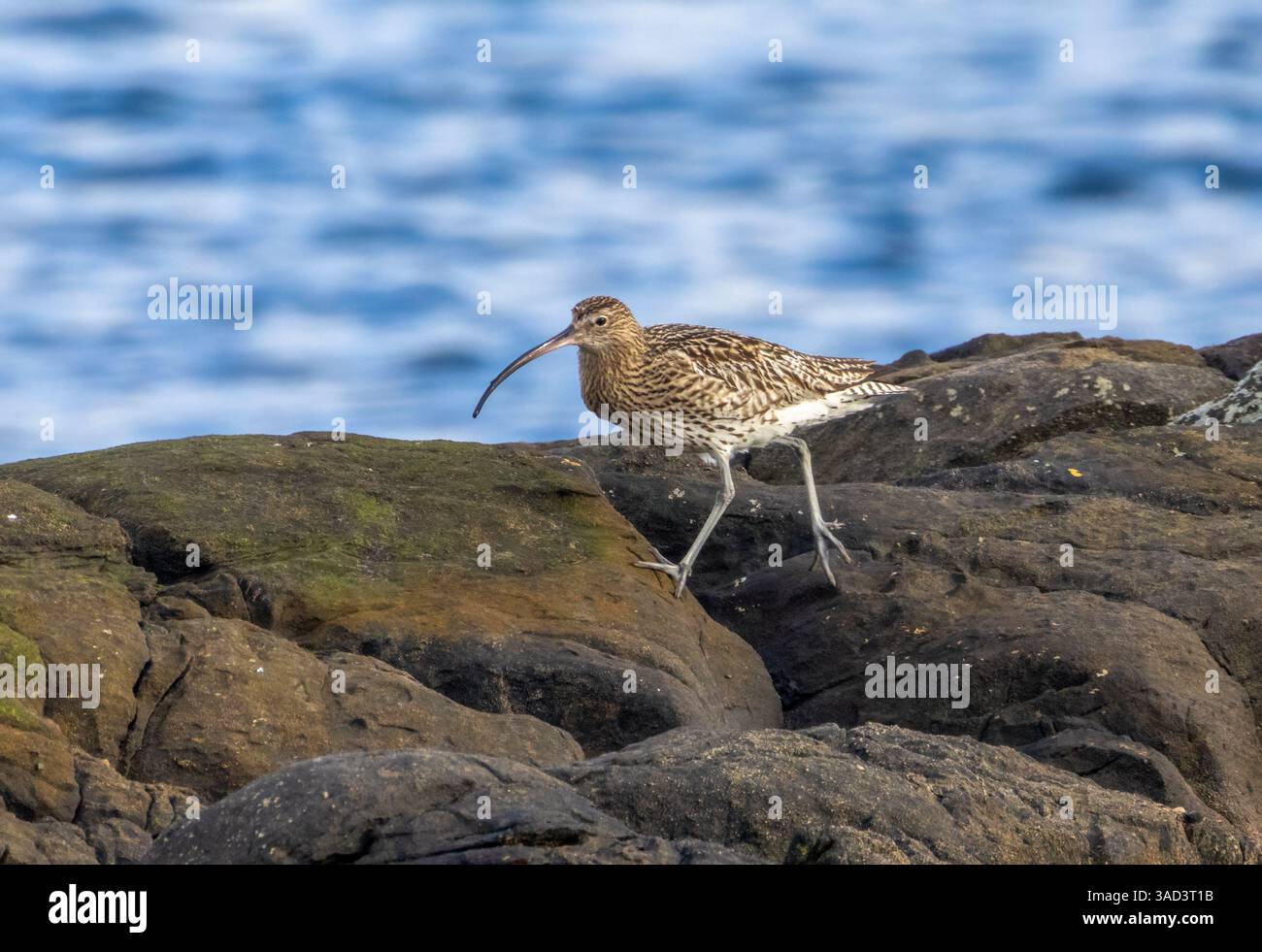 Curlew geht über Felsen an der Küste am Meer Stockfoto