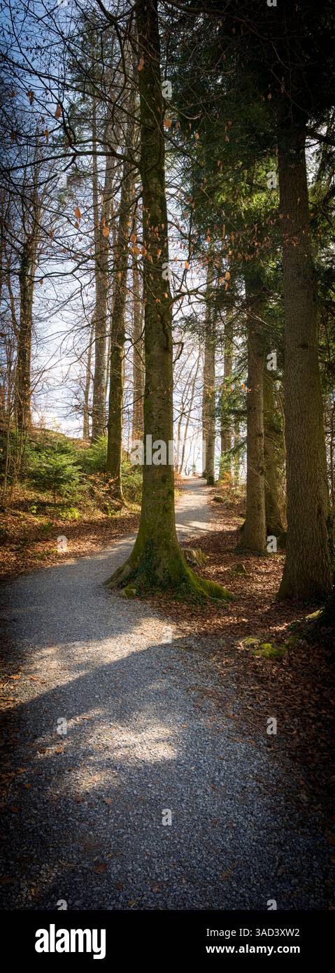 Schweiz, Hombrechtikon, Lützelsee, Wanderweg im Wald Stockfoto