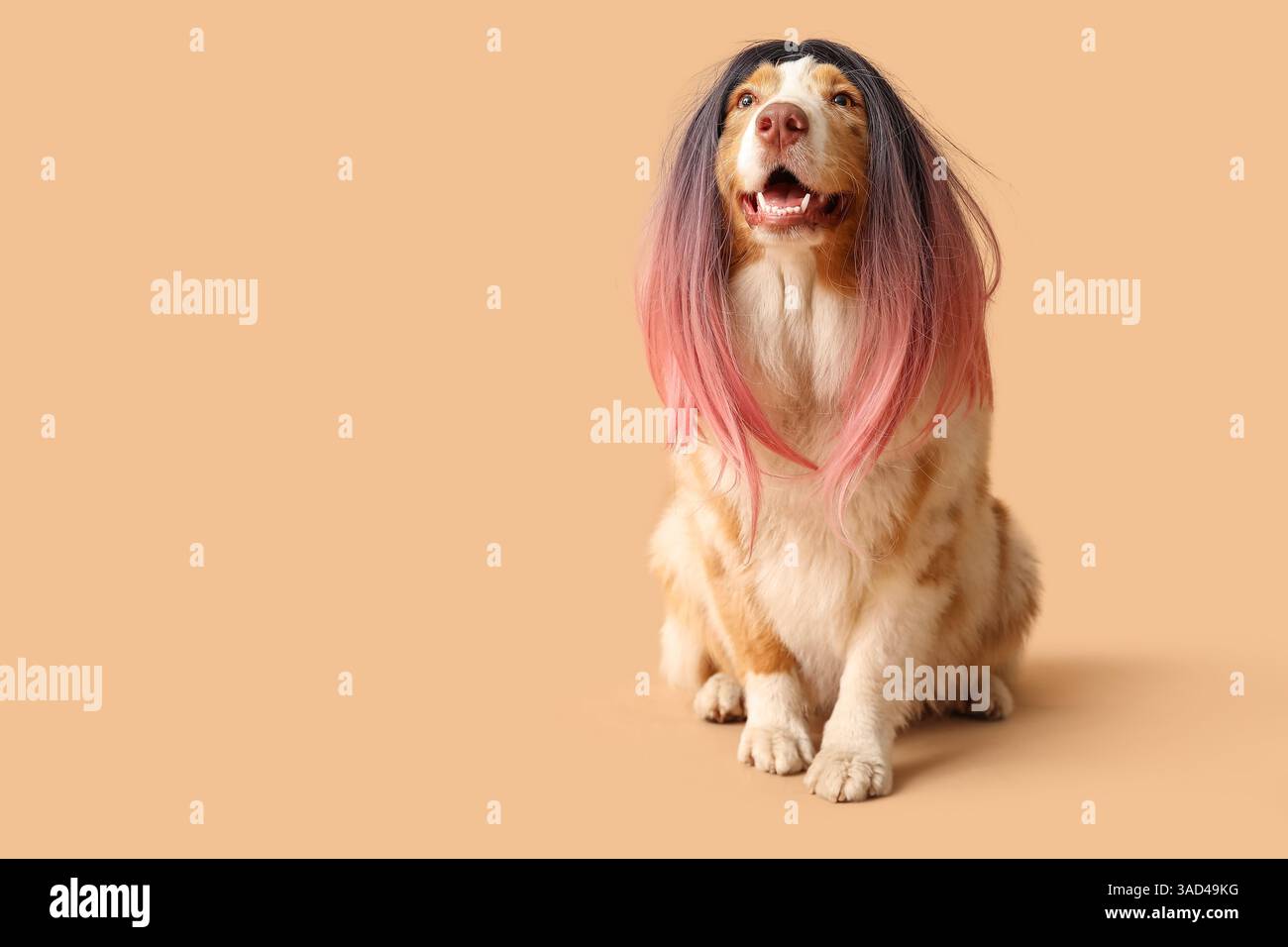 Niedlicher australischer Schäferhund in stilvoller Perücke auf braunem Hintergrund. Feierlichkeiten zum April-Narrentag Stockfoto