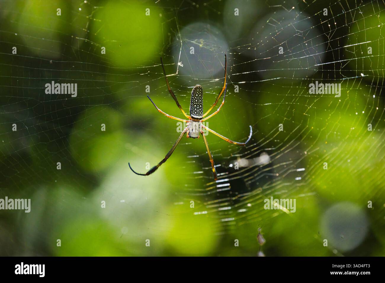 Eine Spinne sitzt auf einem Netz inmitten eines grünen Waldes. Die Spinne ist braun und schwarz und blickt zur Kamera Stockfoto