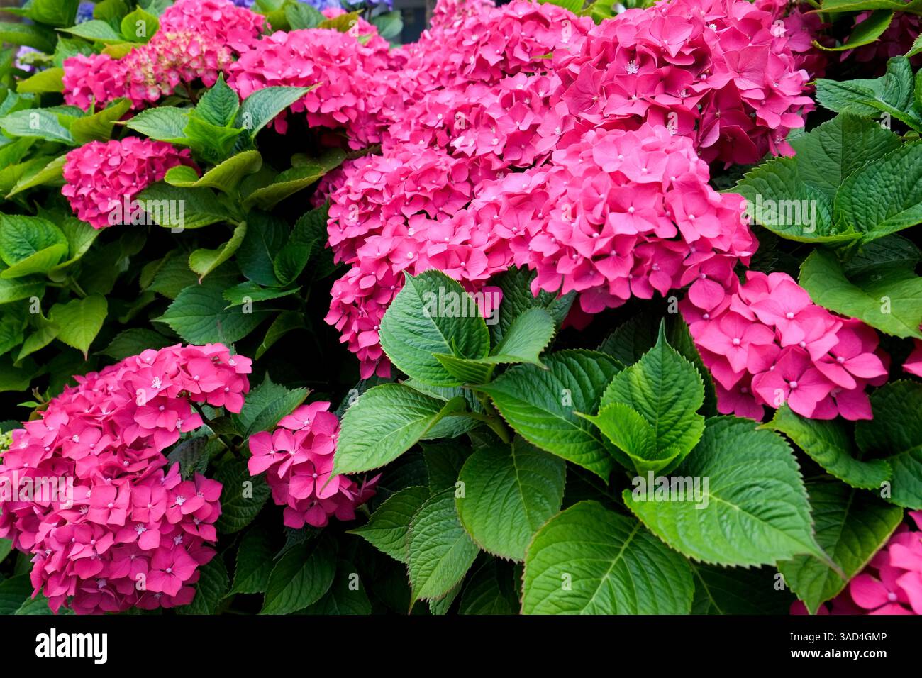London, England, Großbritannien. Englische Gartenblumen. Rosa Hortensien Stockfoto